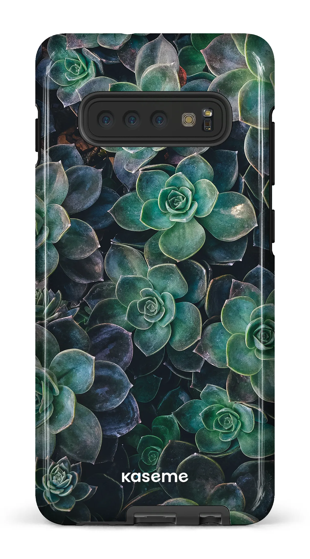 Succulente