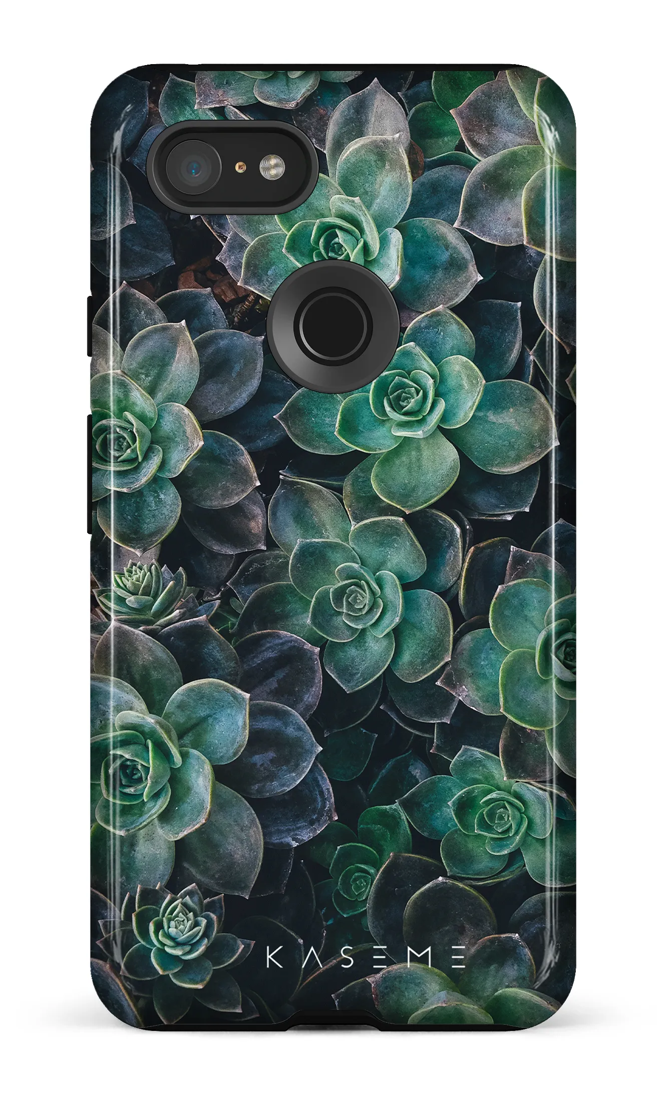 Succulente
