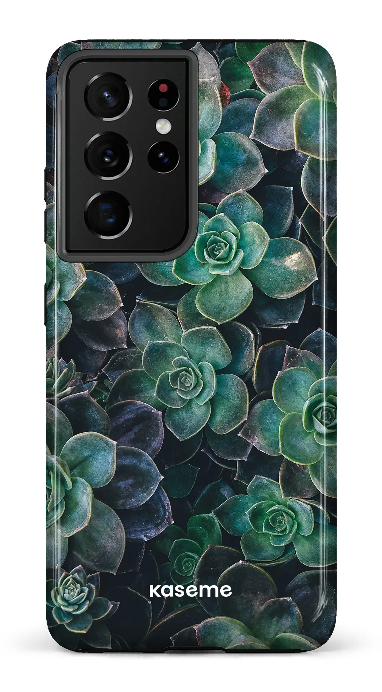 Succulente