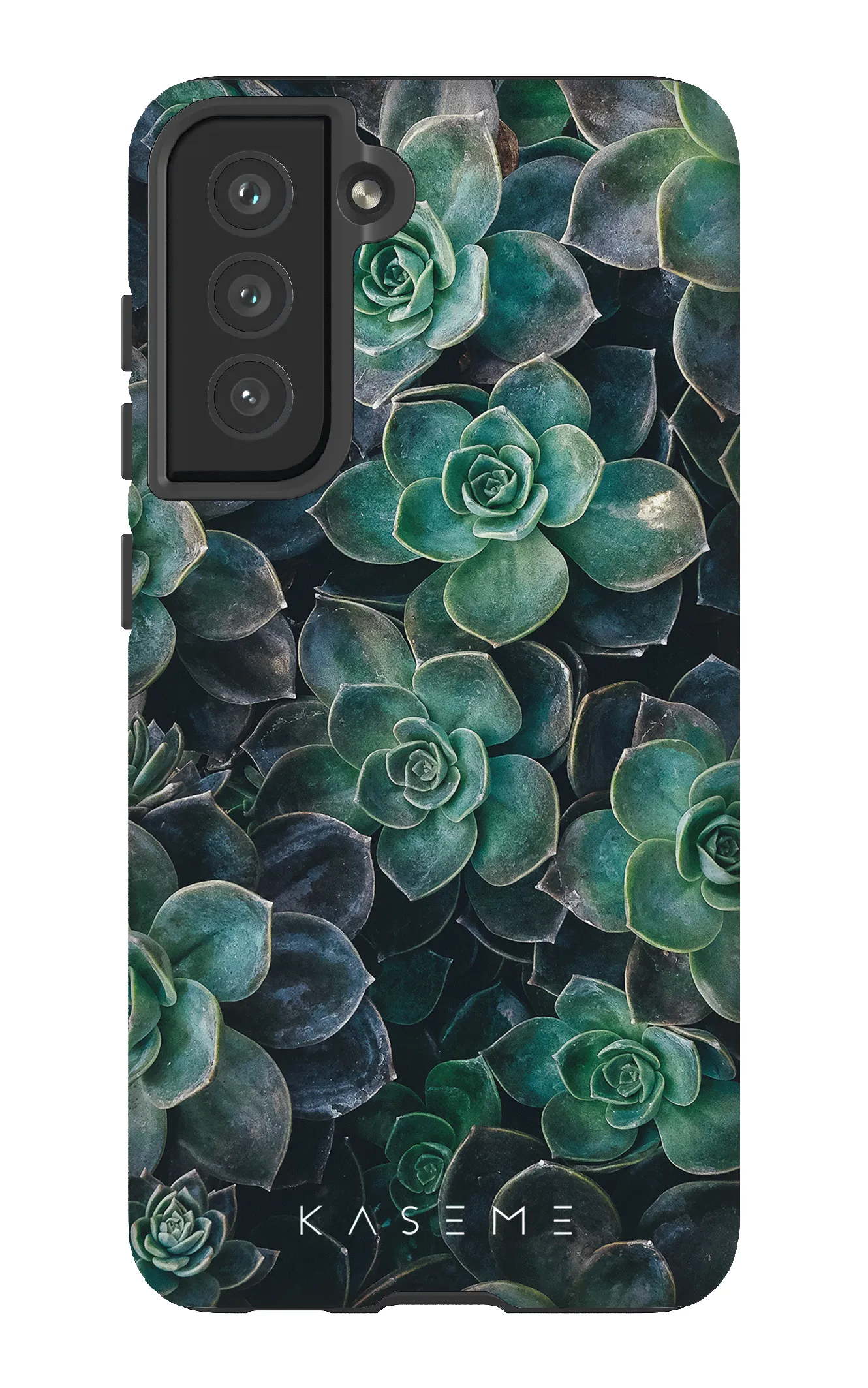 Succulente