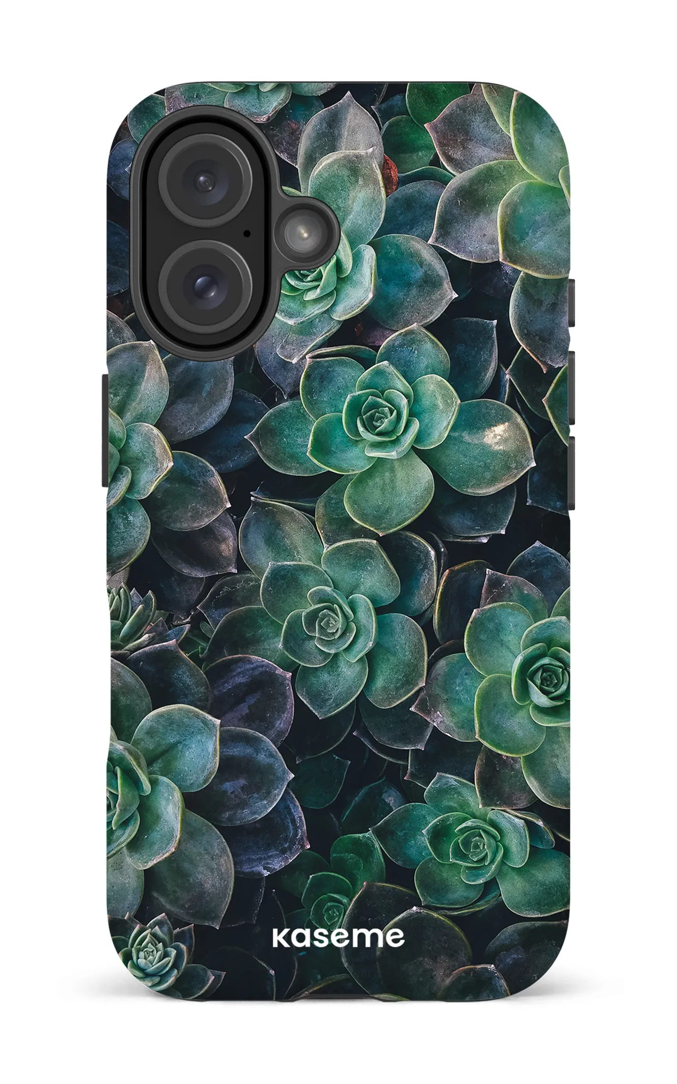 Succulente