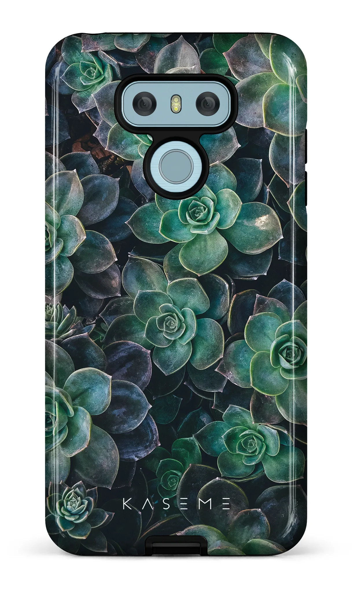 Succulente