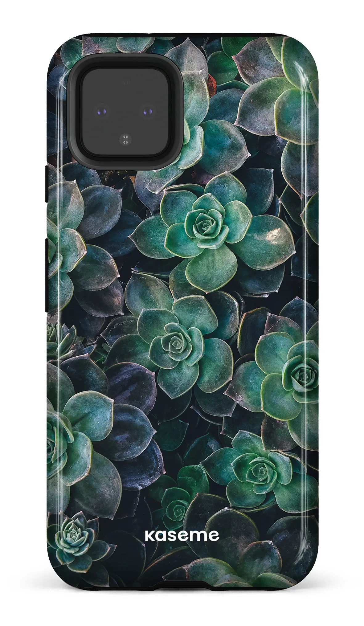 Succulente