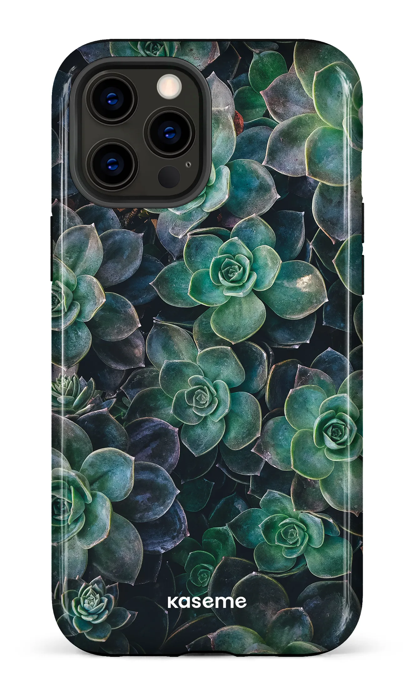 Succulente