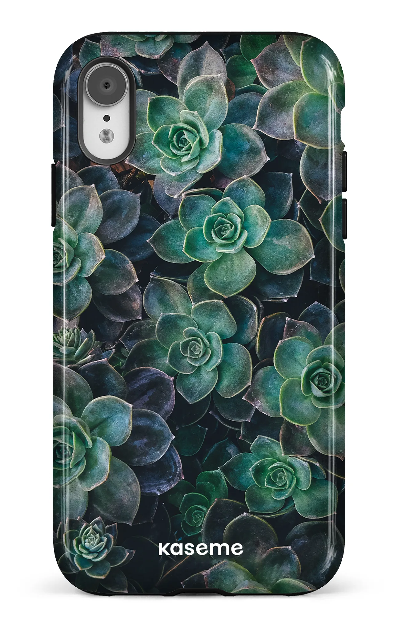 Succulente
