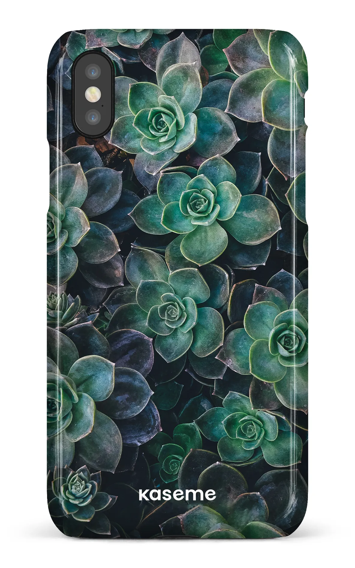 Succulente