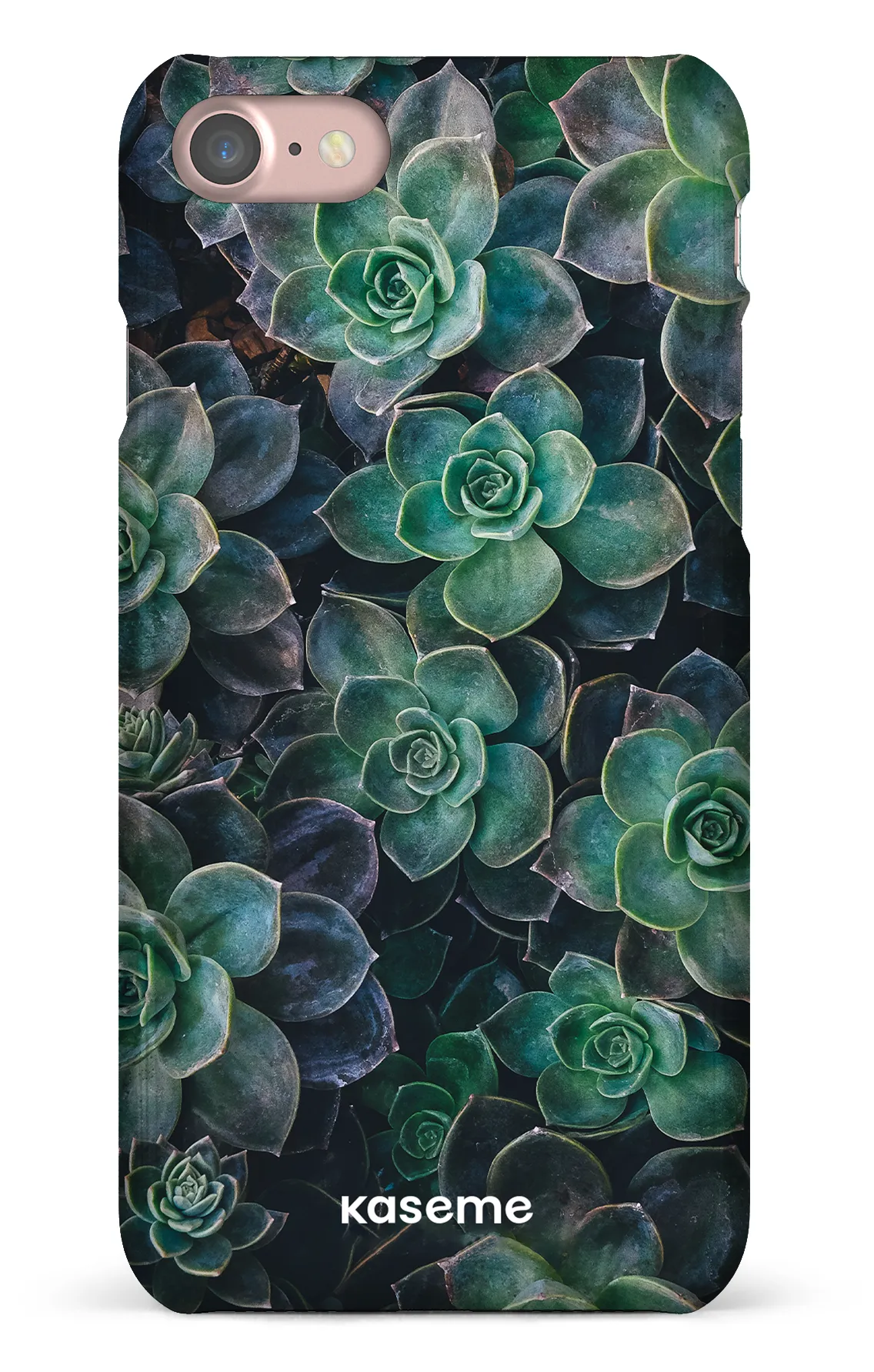 Succulente