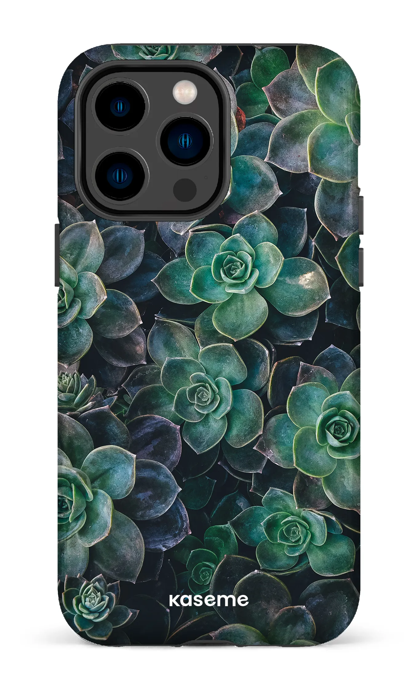 Succulente