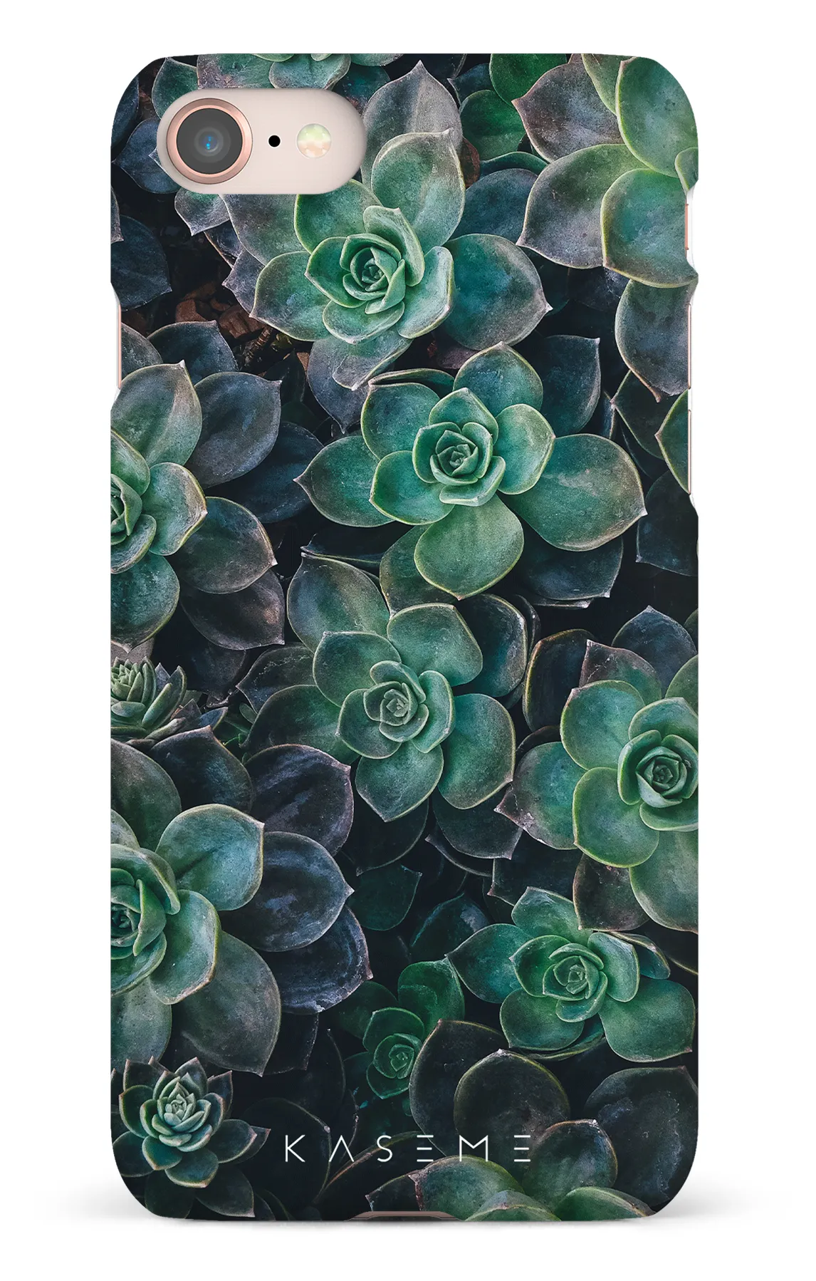Succulente