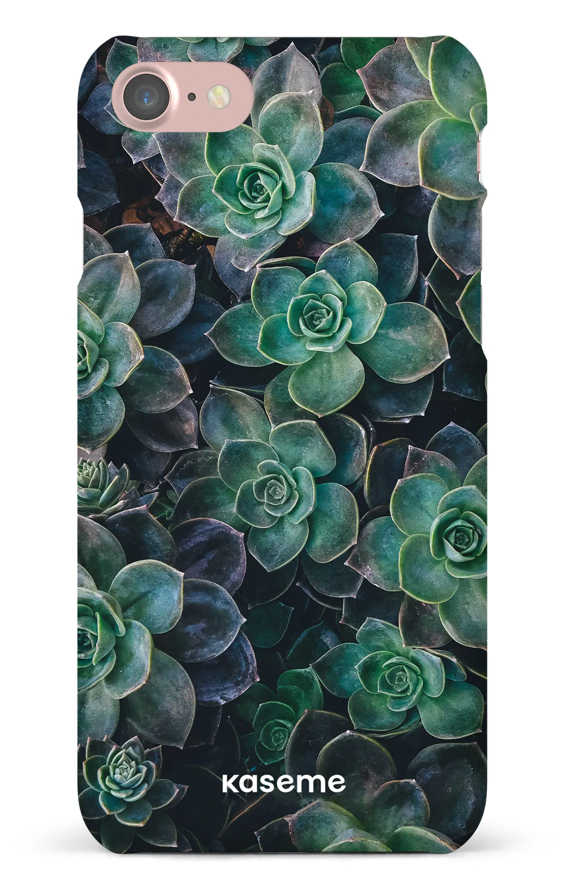 Succulente