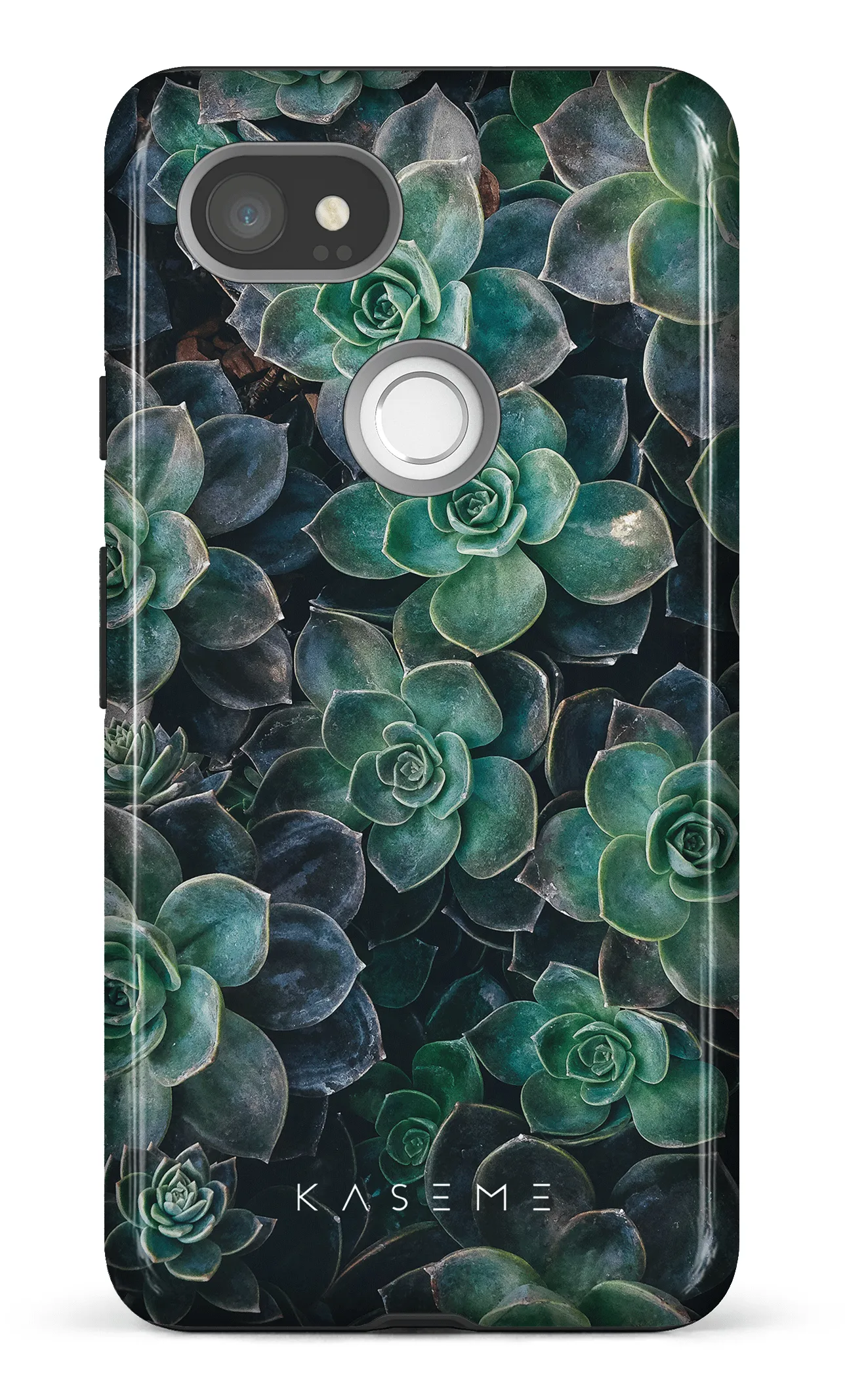 Succulente