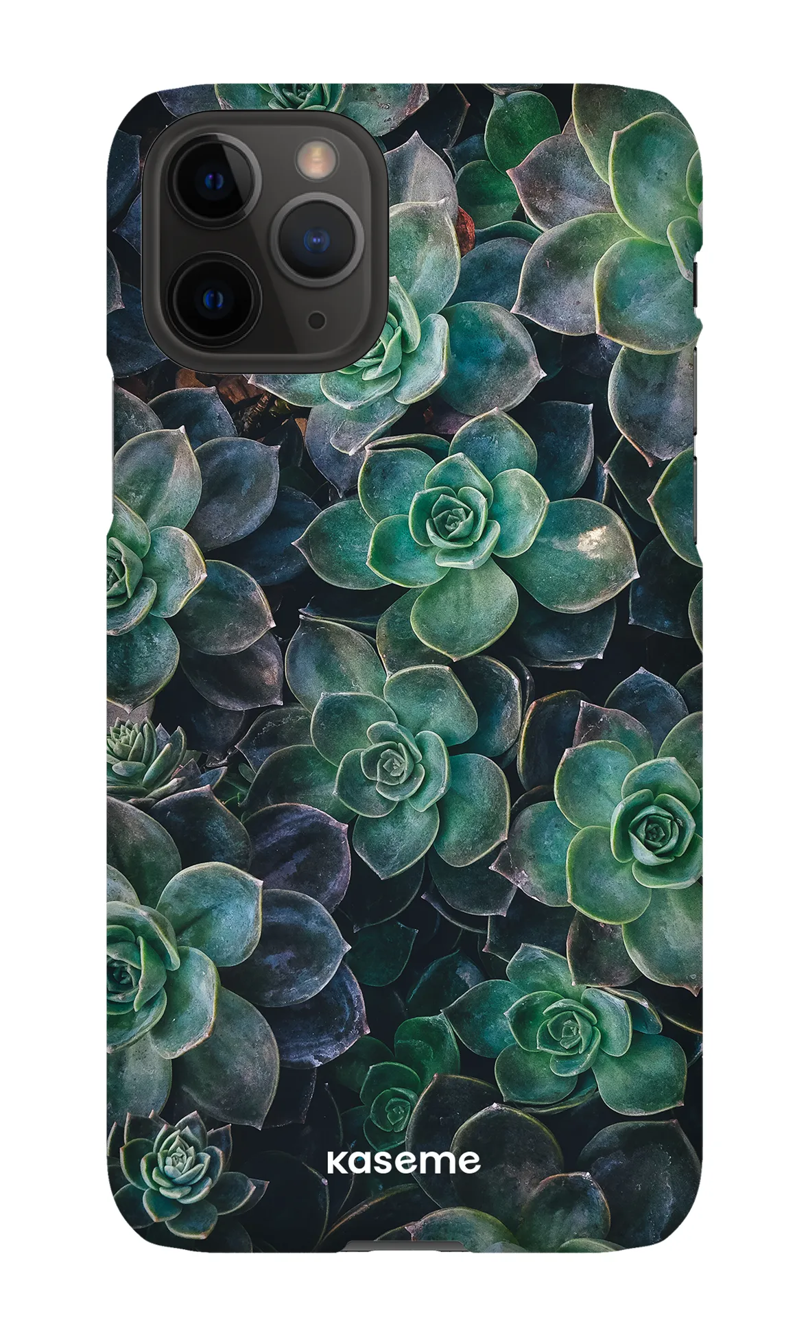Succulente