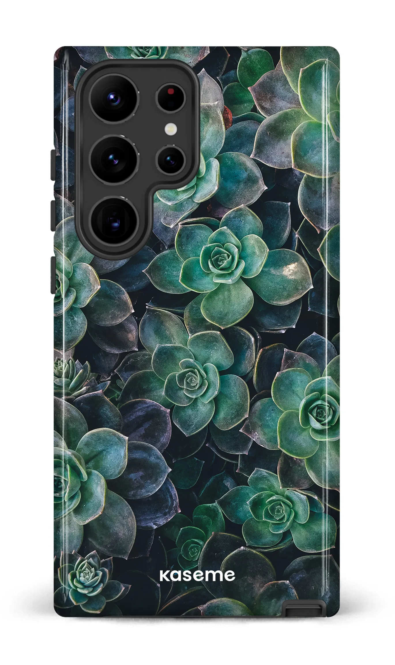 Succulente