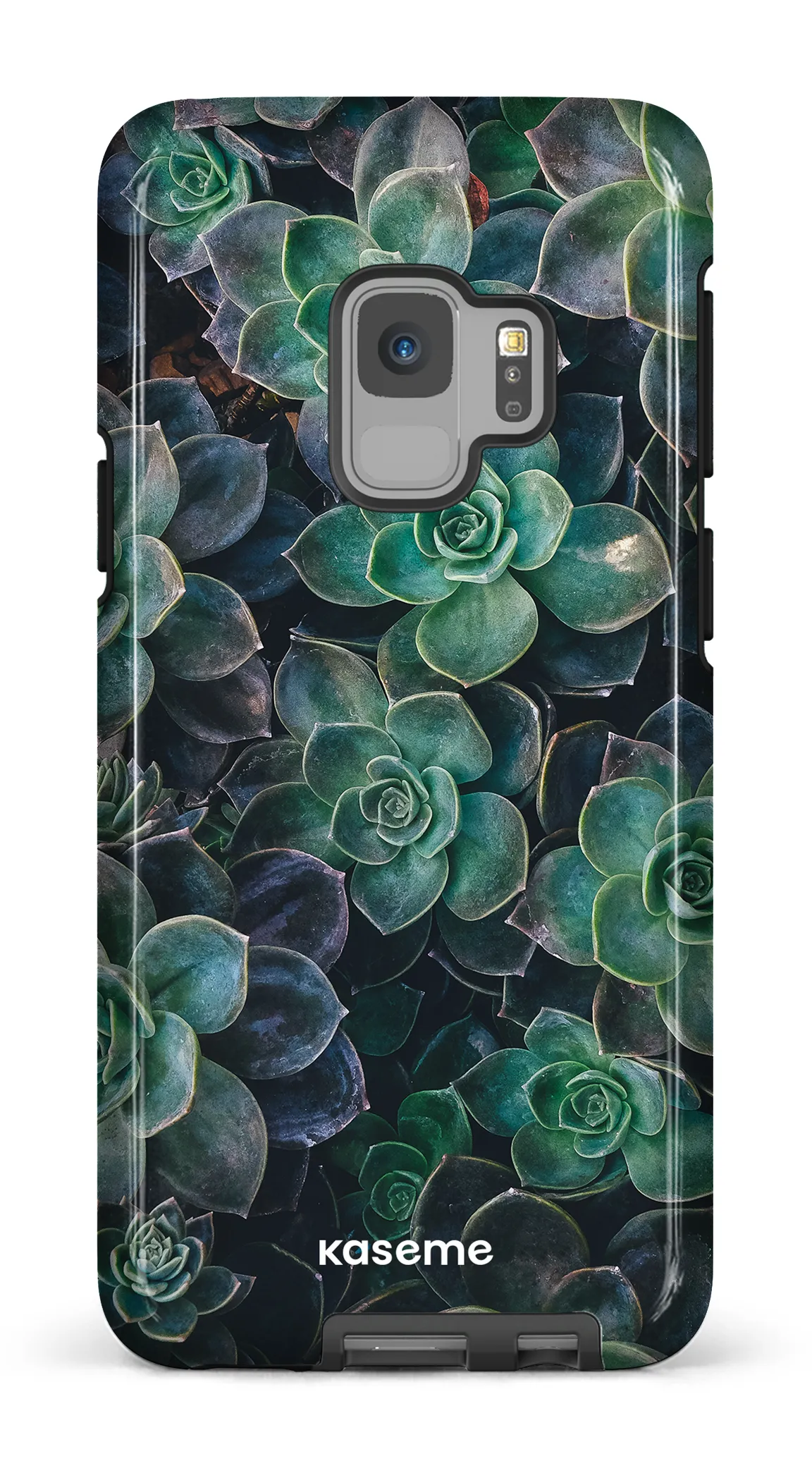 Succulente