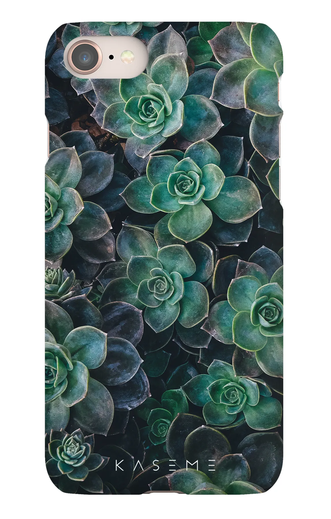 Succulente