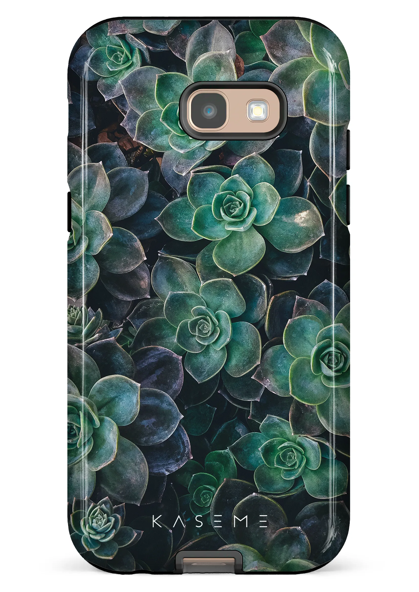 Succulente