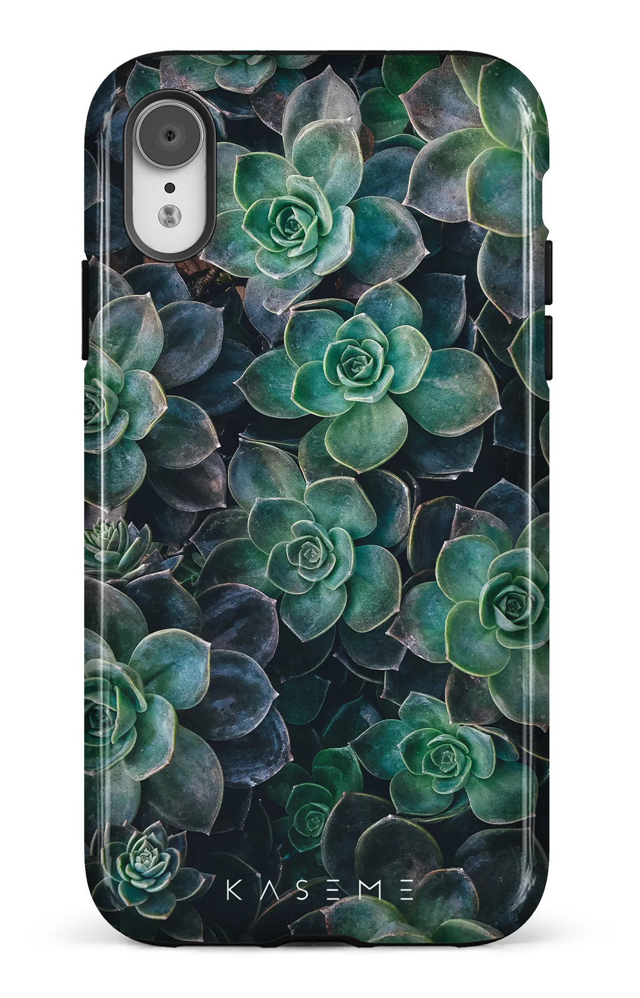 Succulente