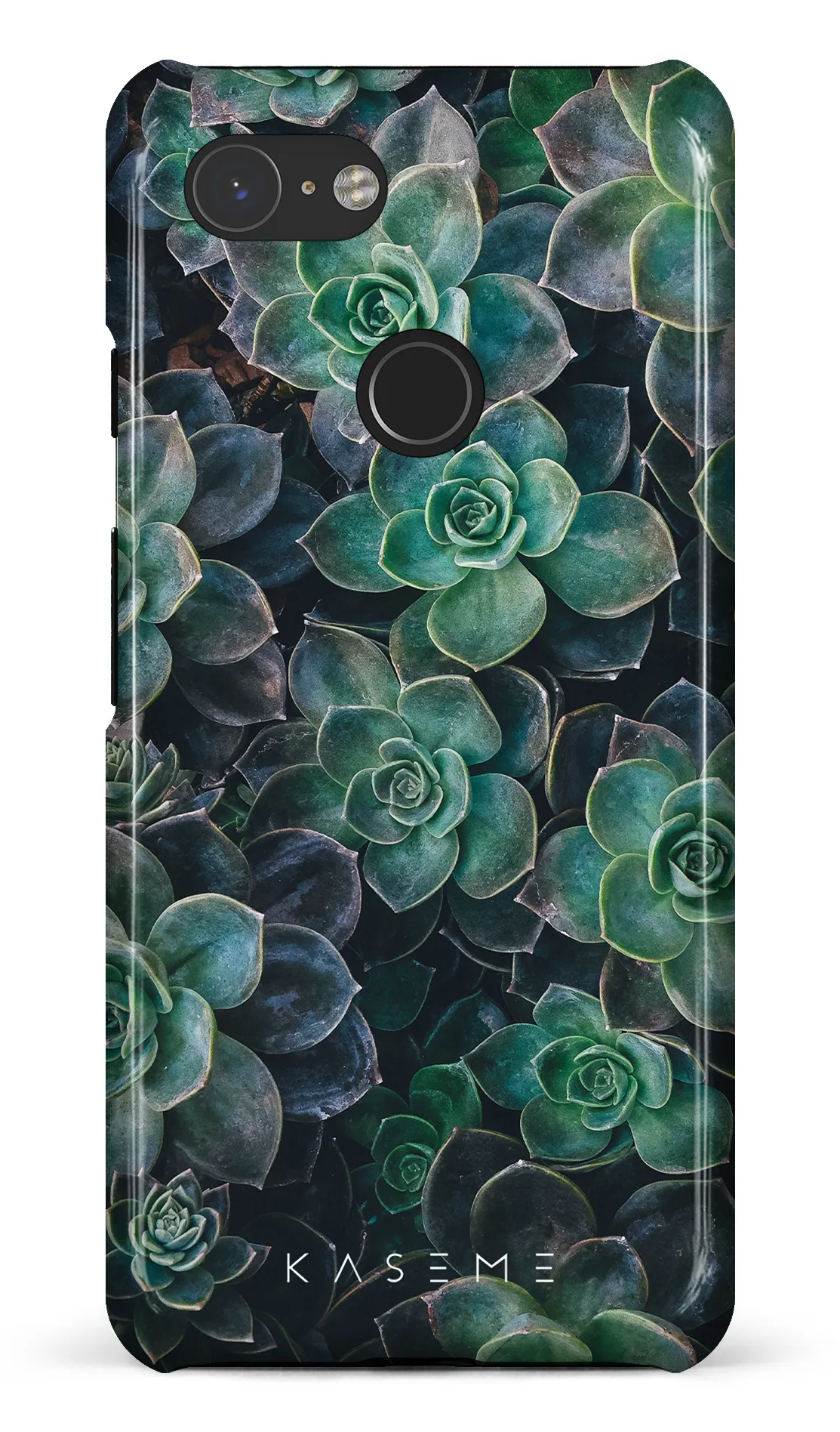 Succulente