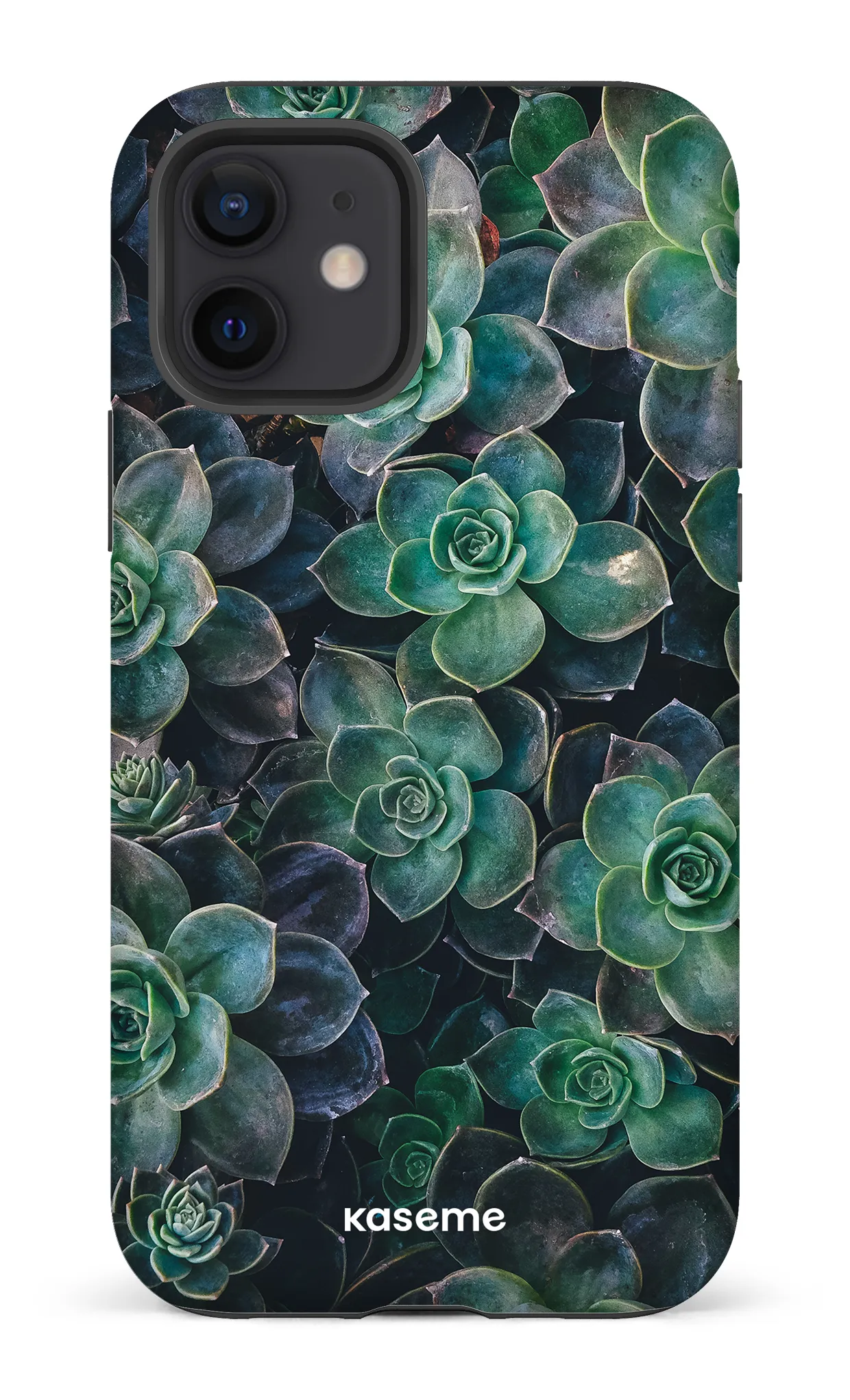 Succulente