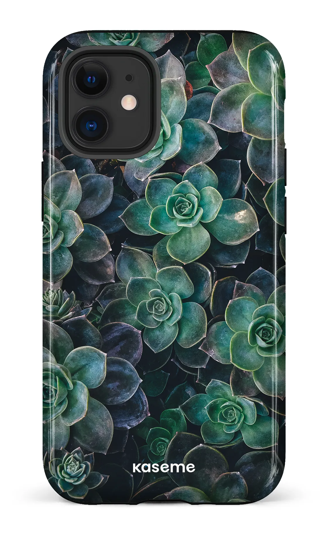 Succulente
