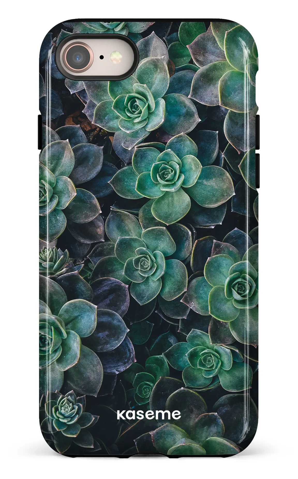 Succulente