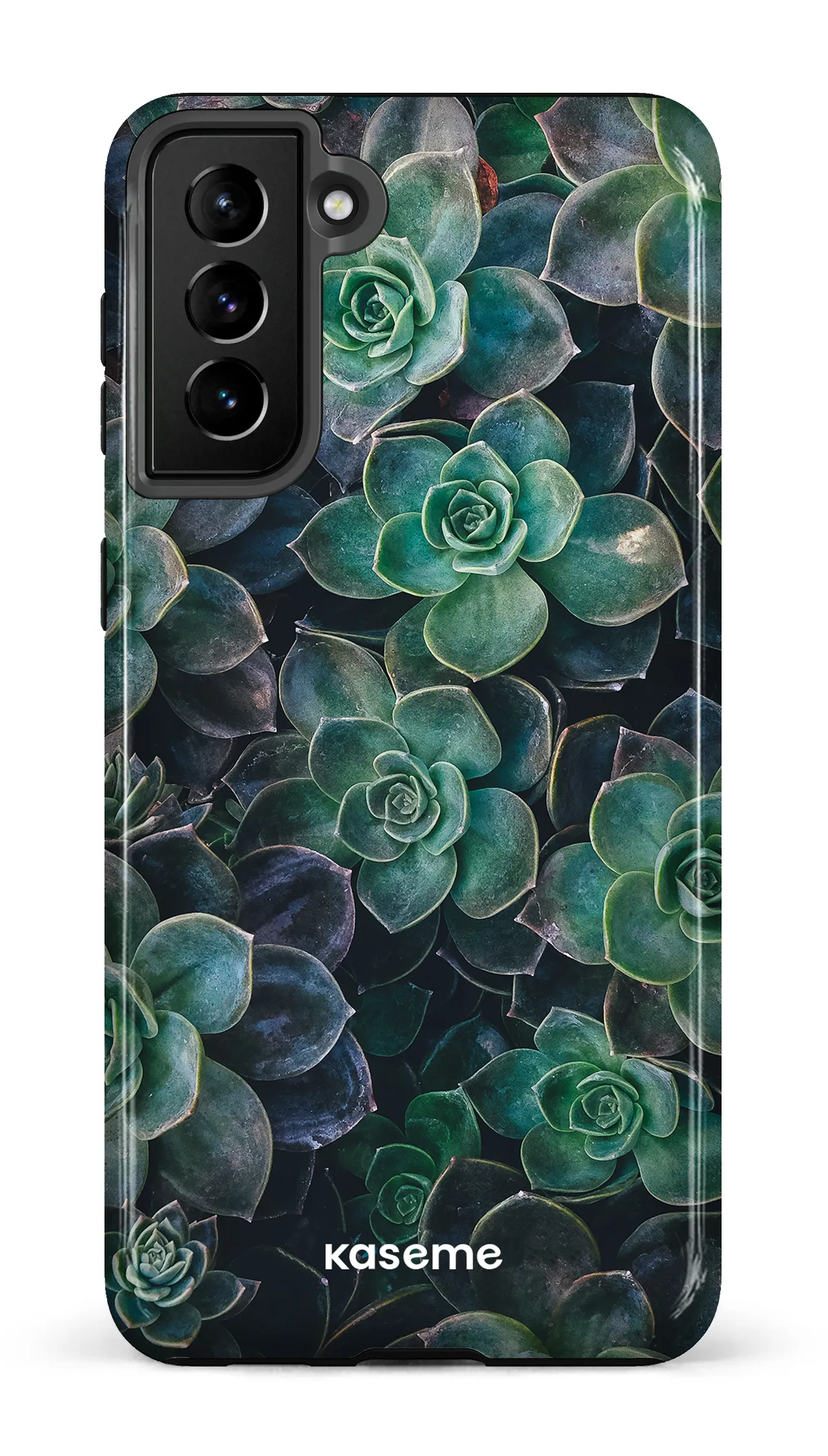 Succulente
