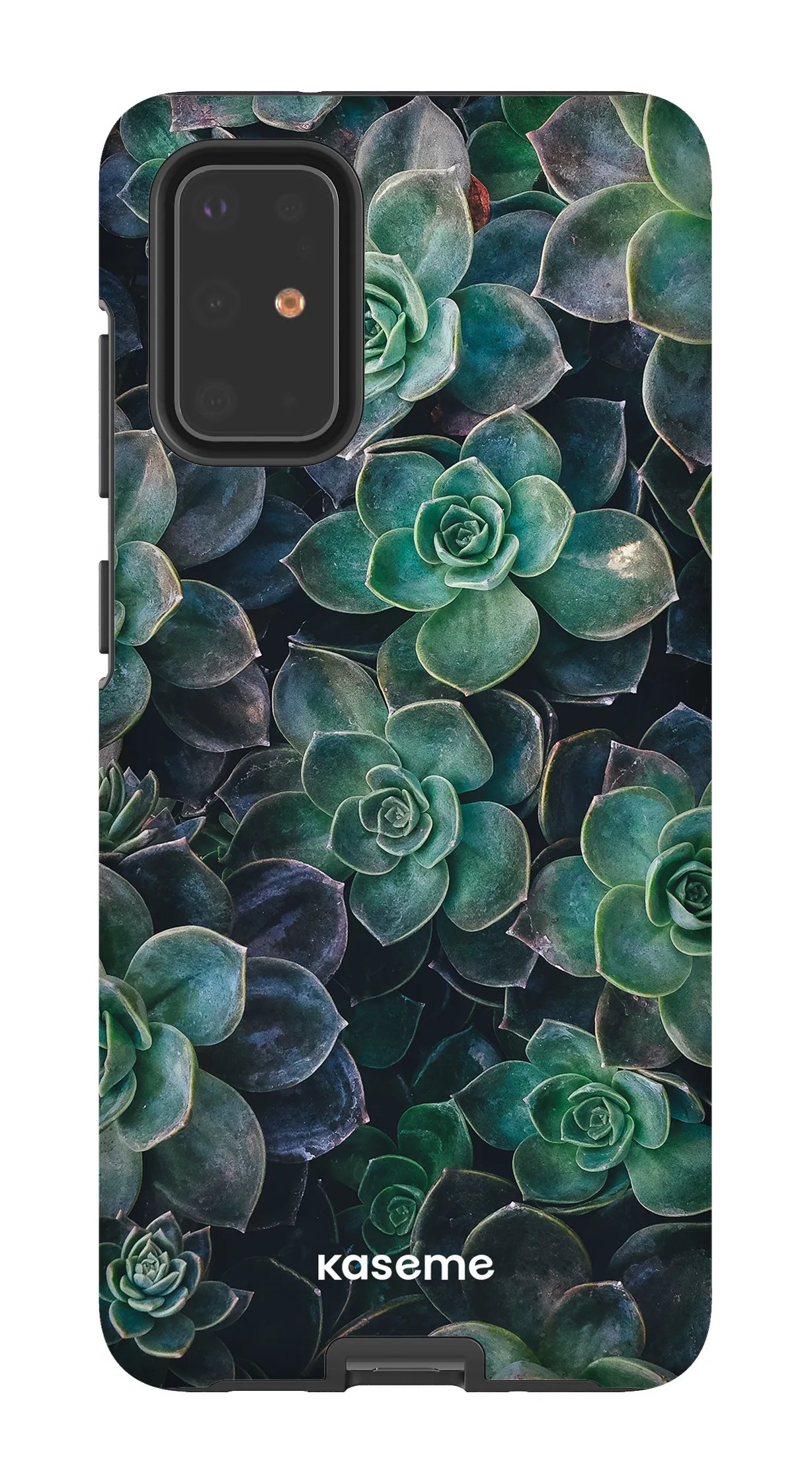 Succulente