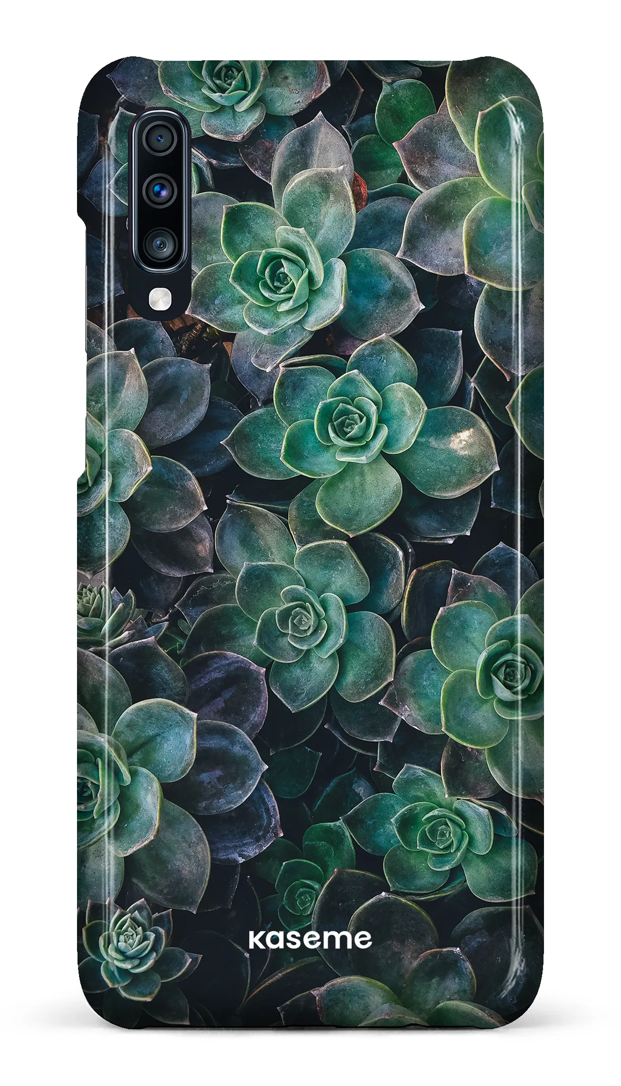 Succulente
