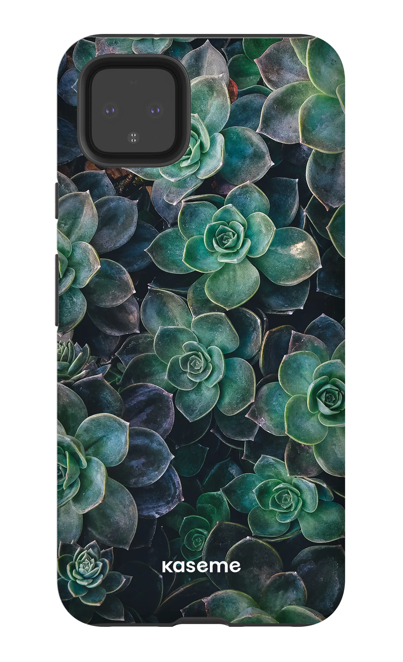 Succulente
