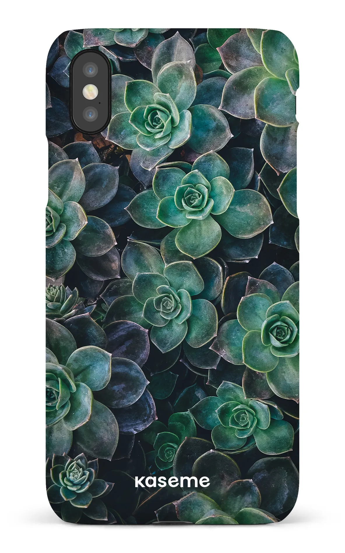 Succulente