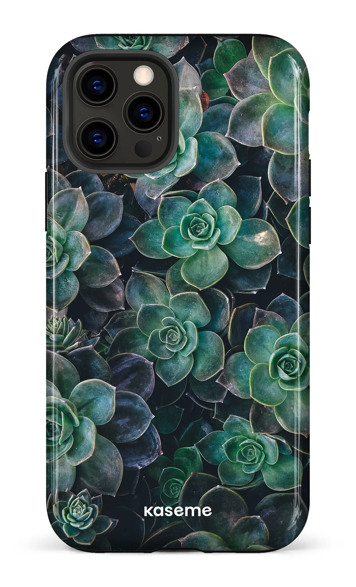 Succulente