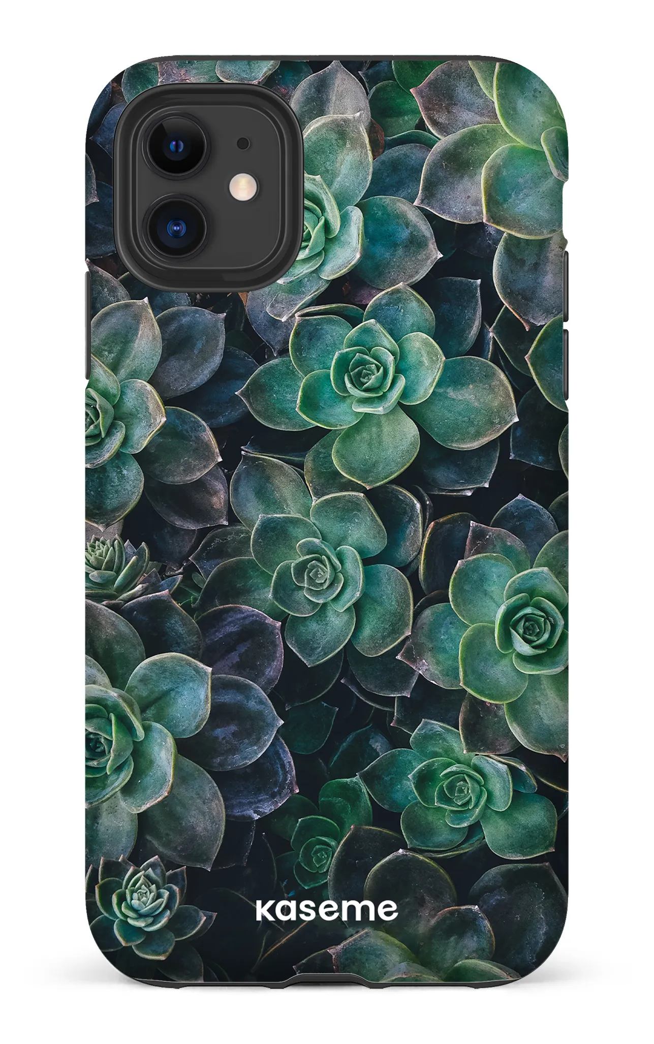Succulente