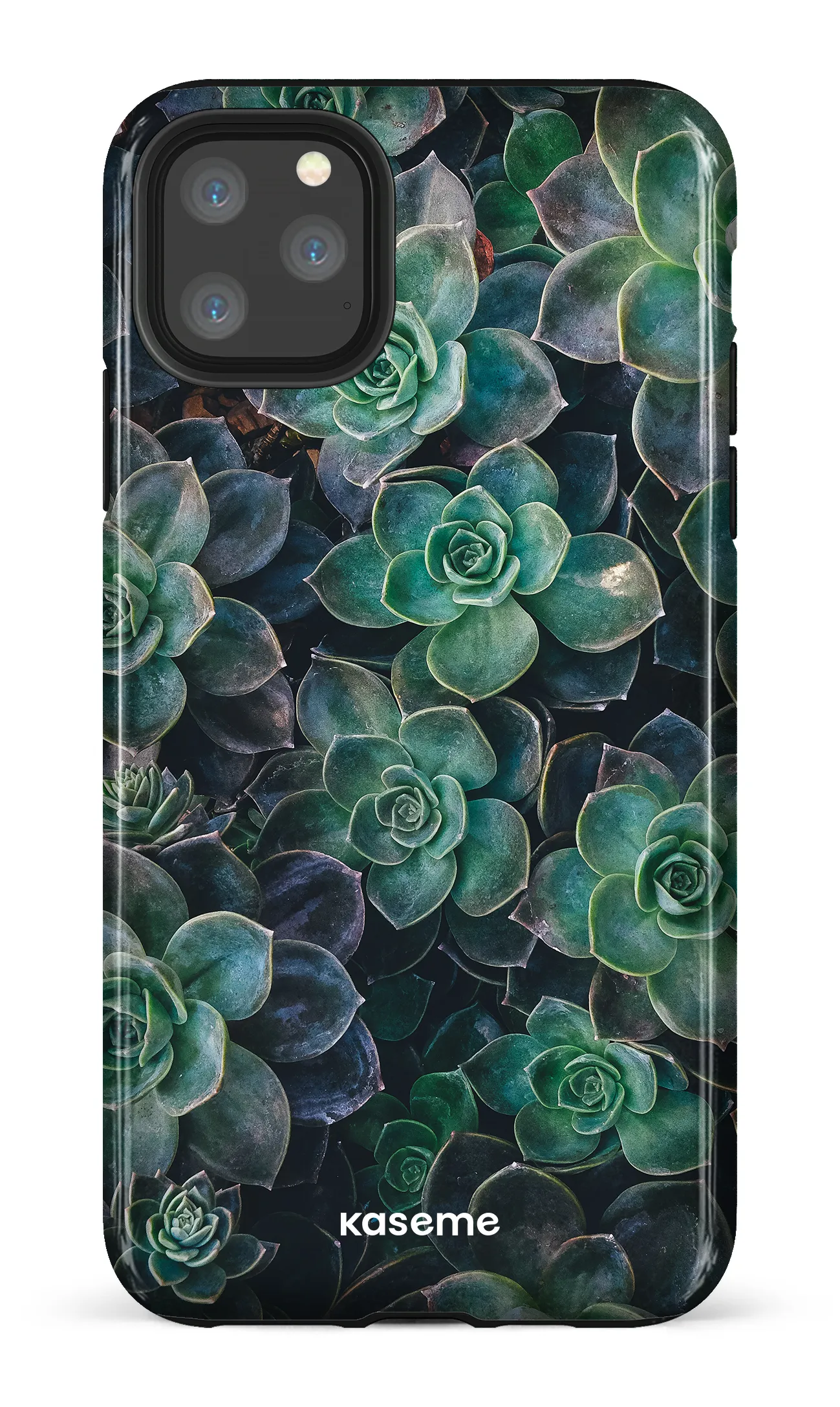 Succulente