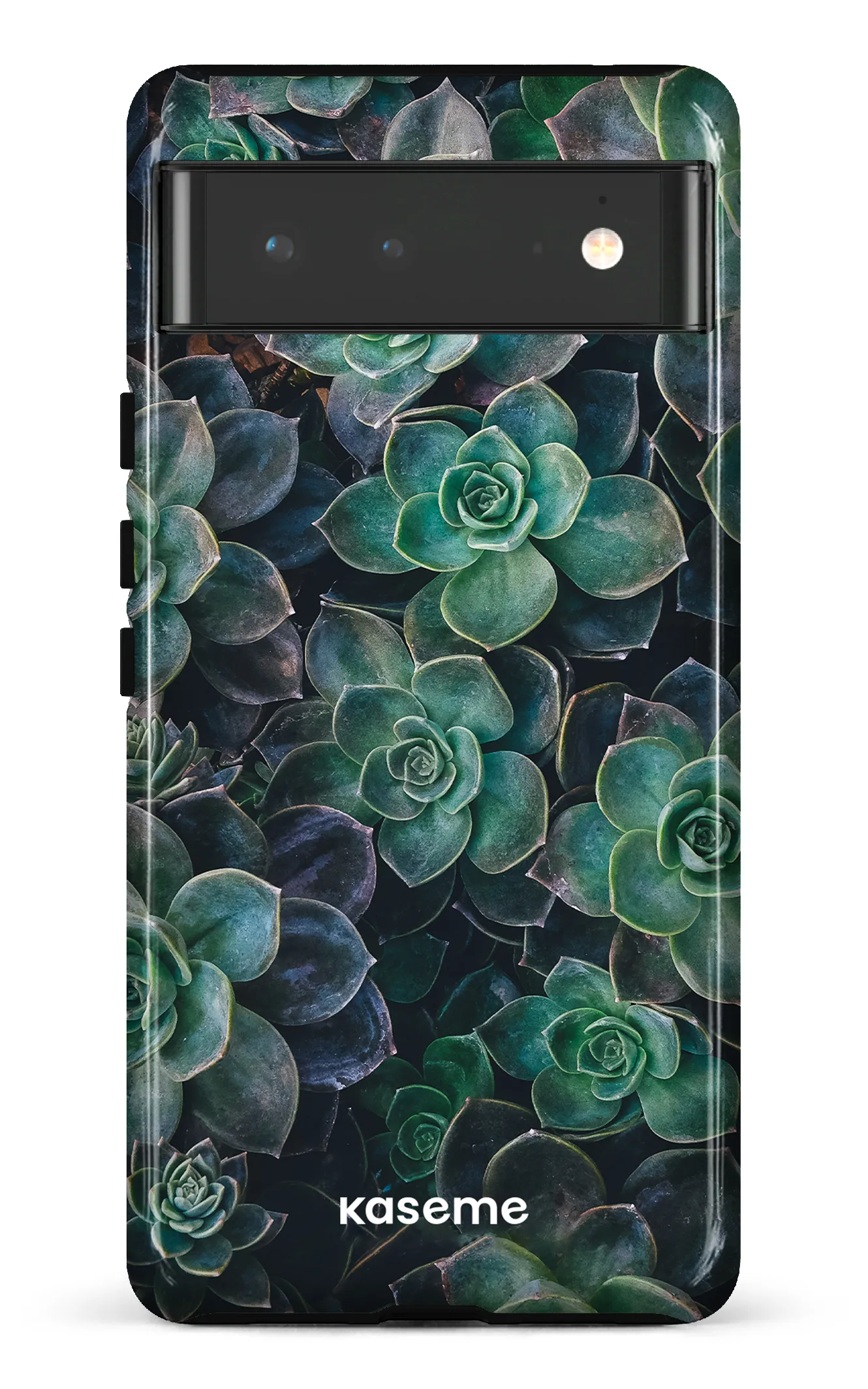 Succulente