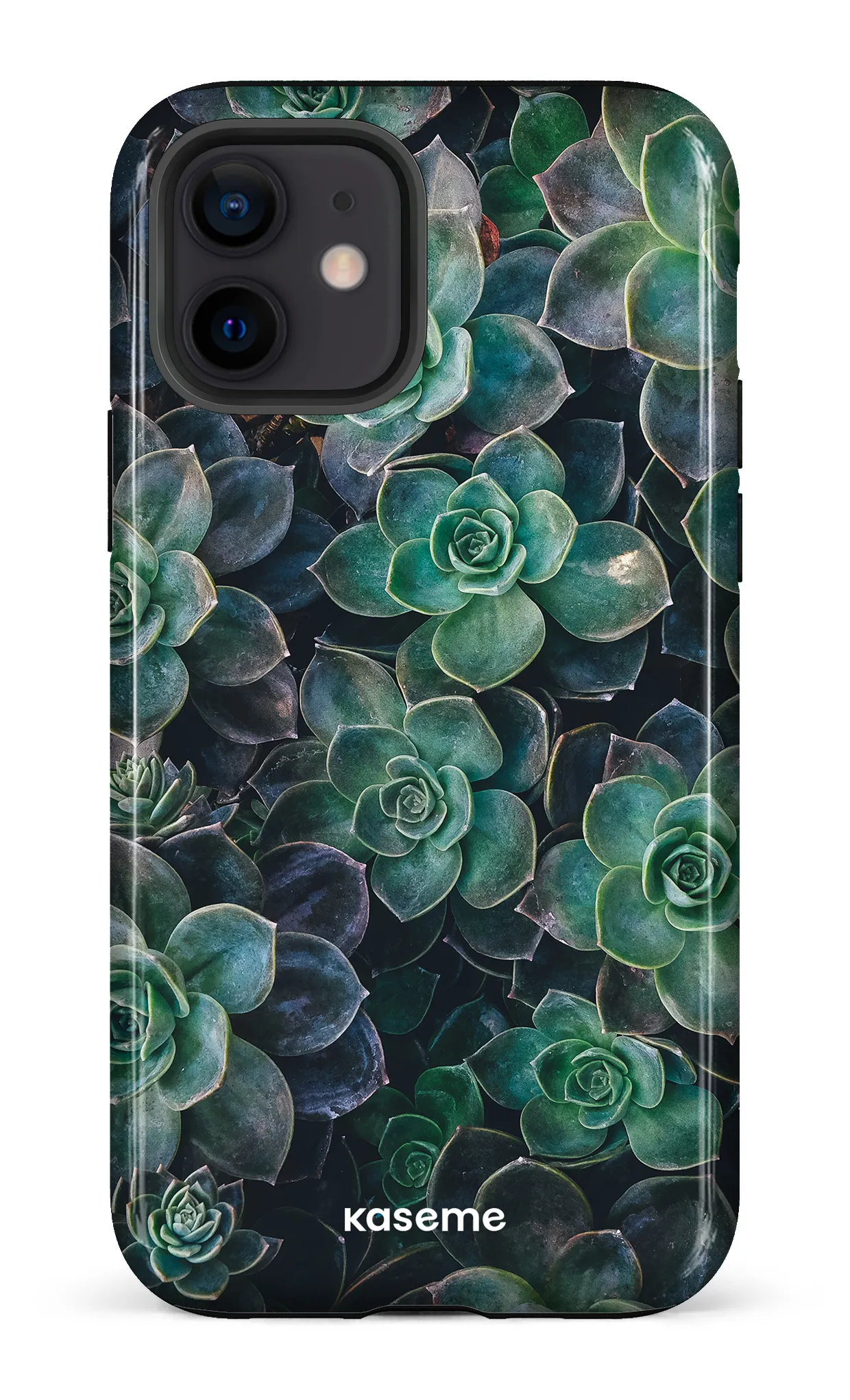 Succulente
