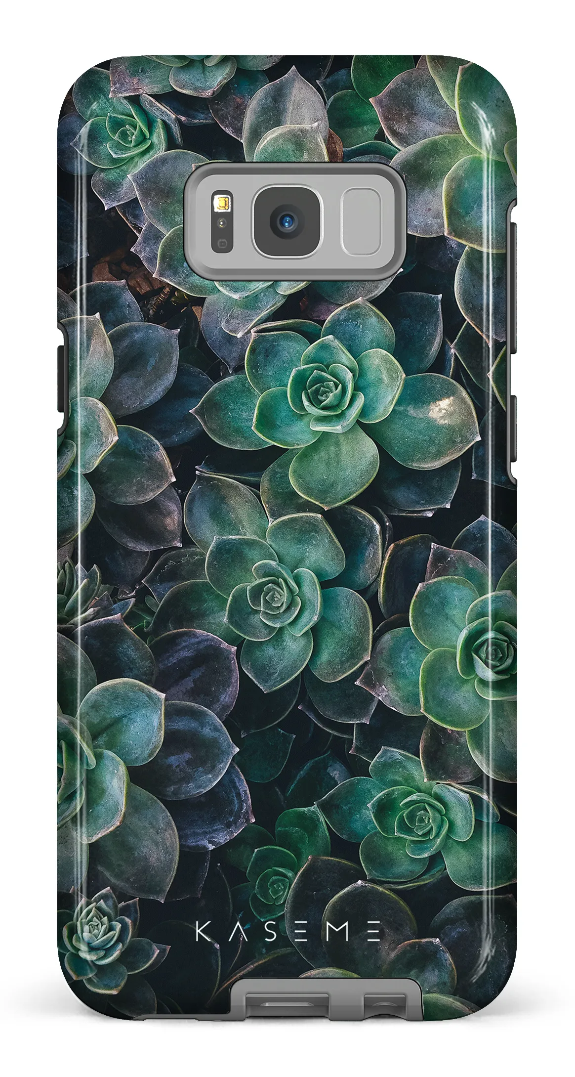 Succulente
