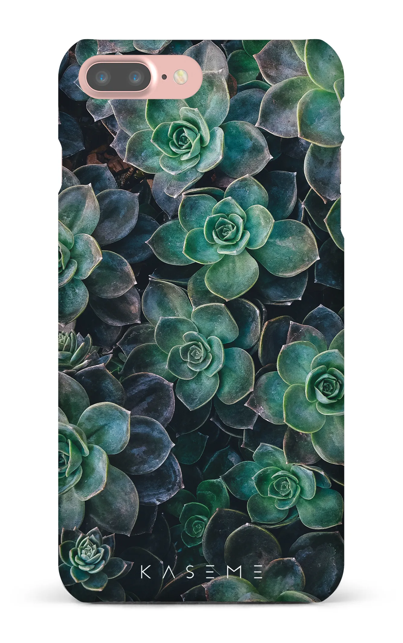 Succulente