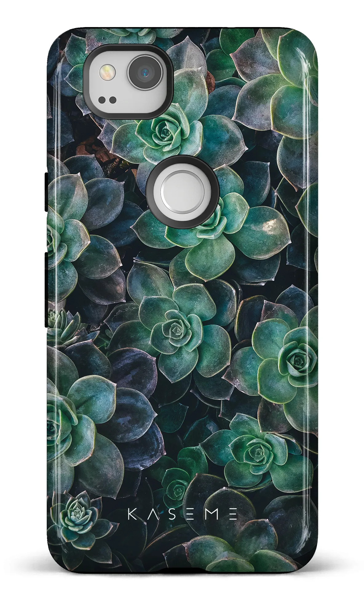 Succulente