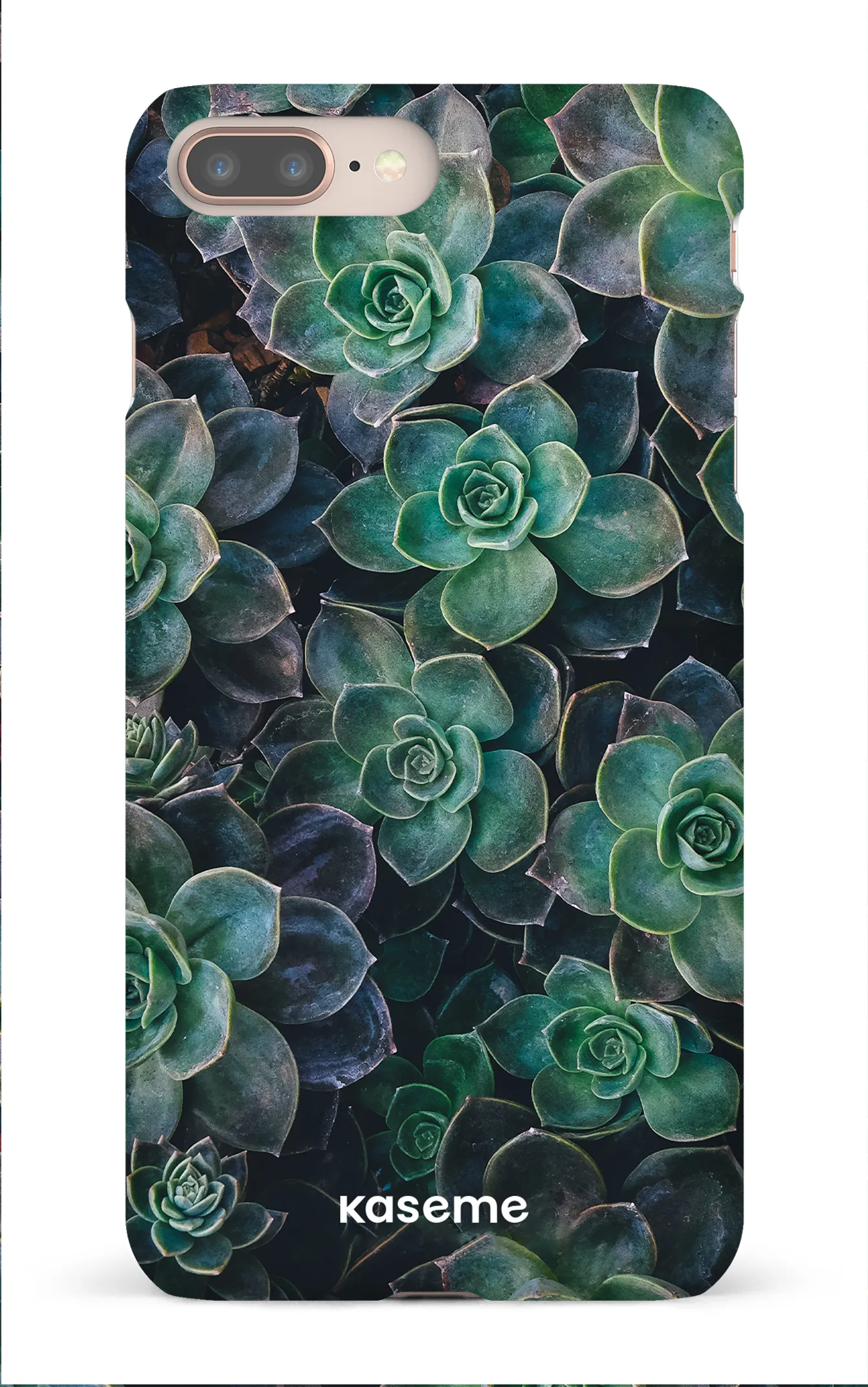 Succulente