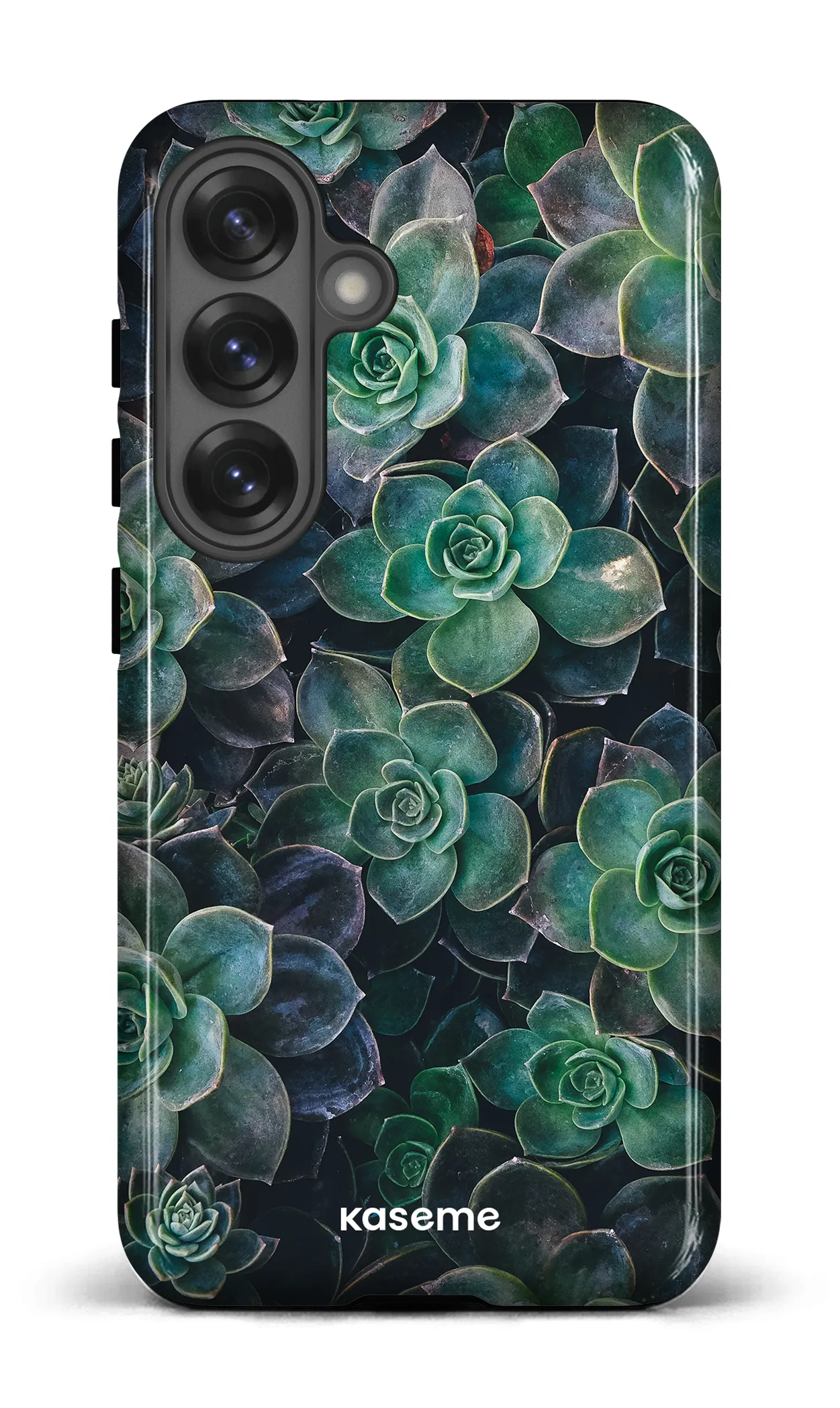 Succulente
