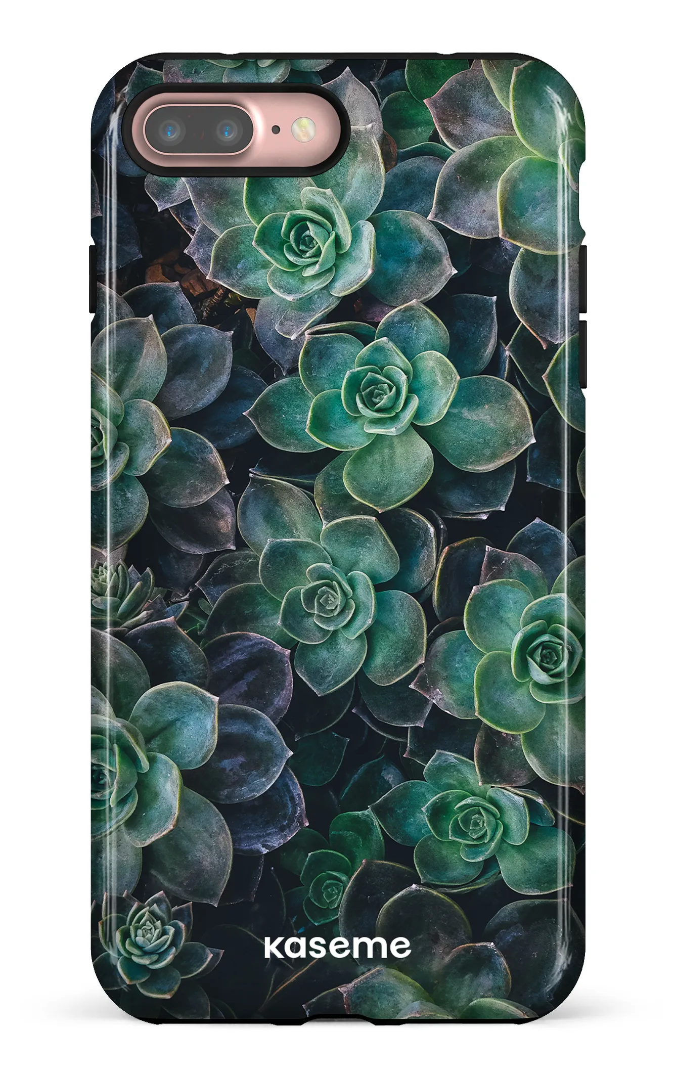 Succulente