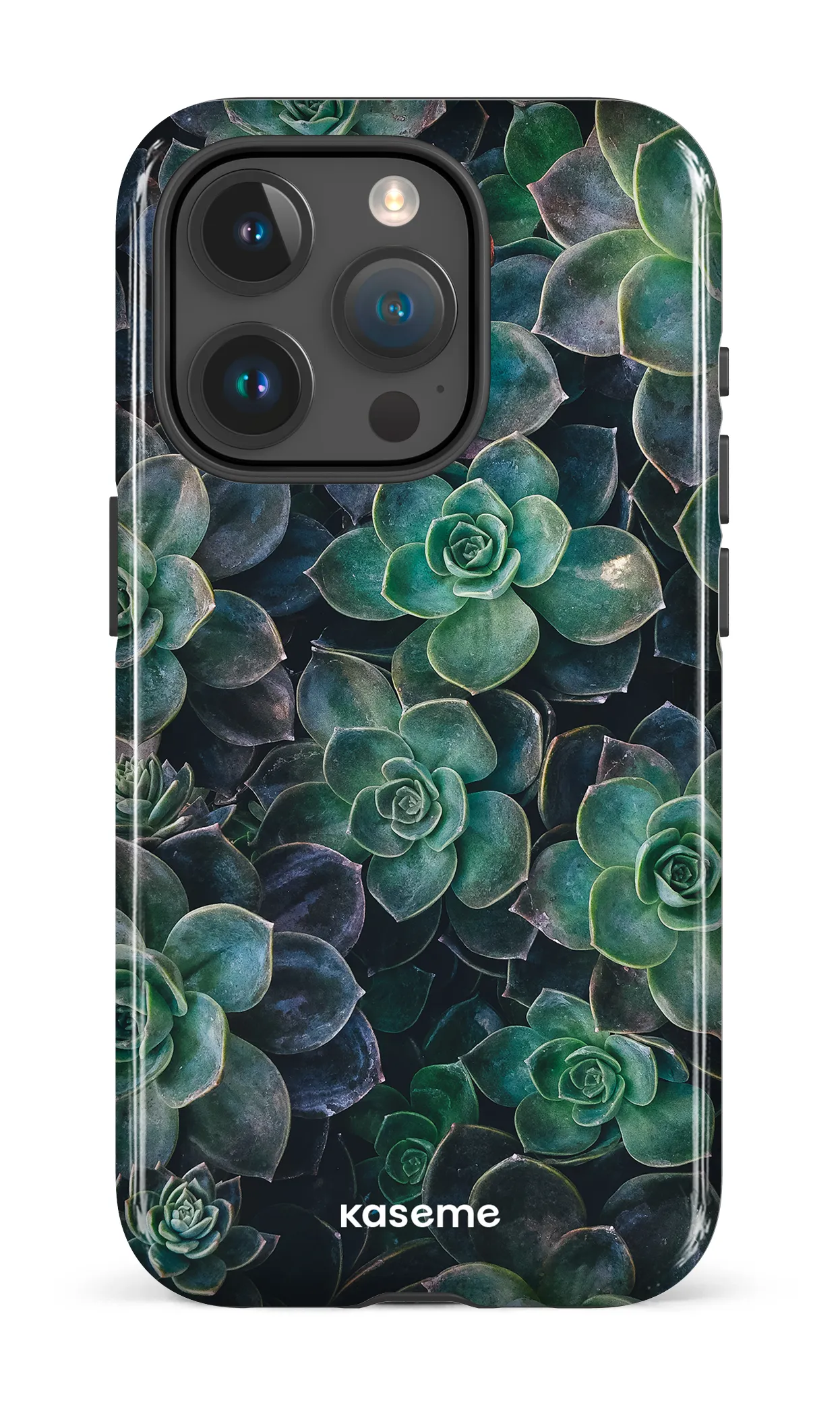 Succulente