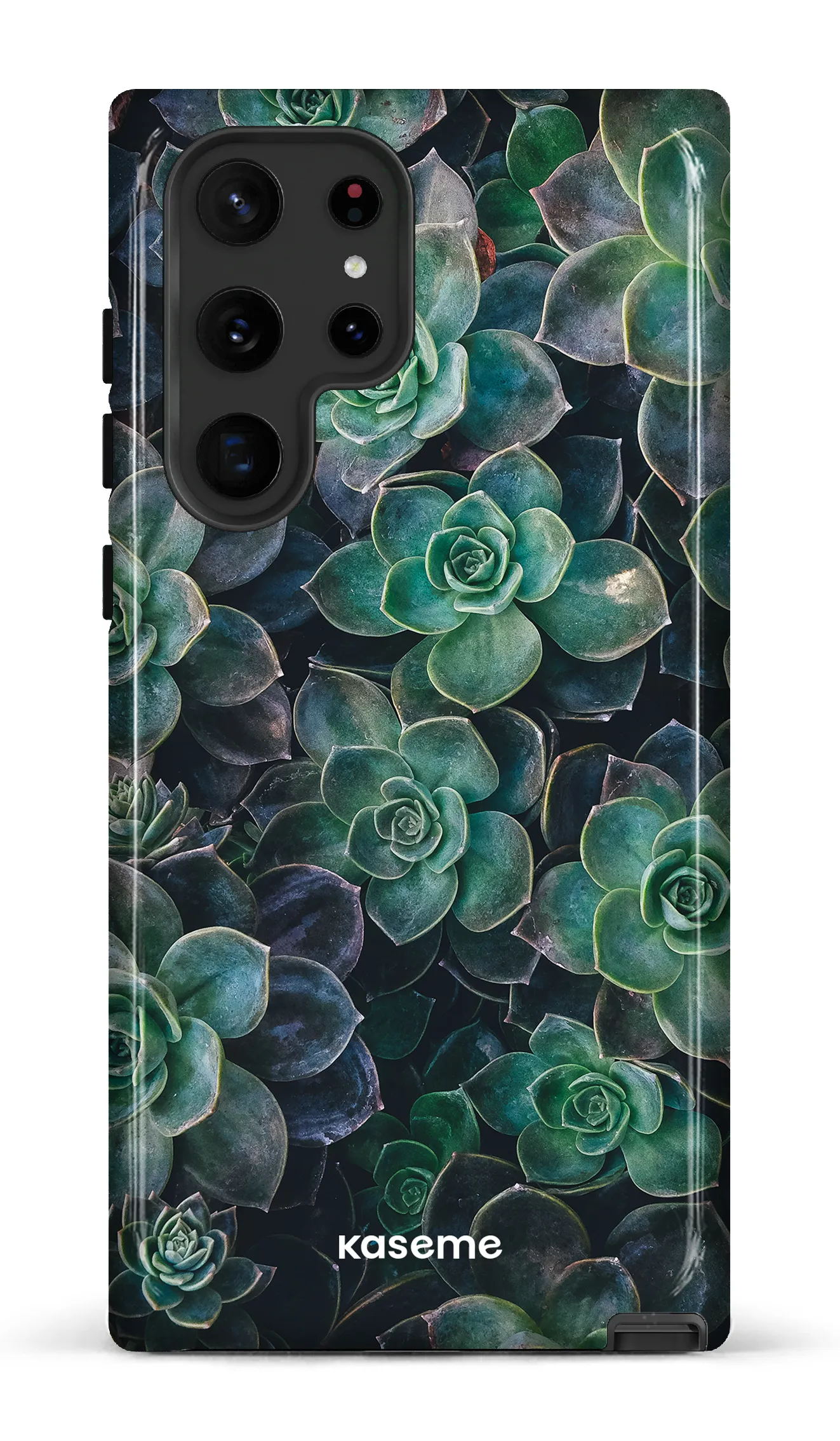 Succulente