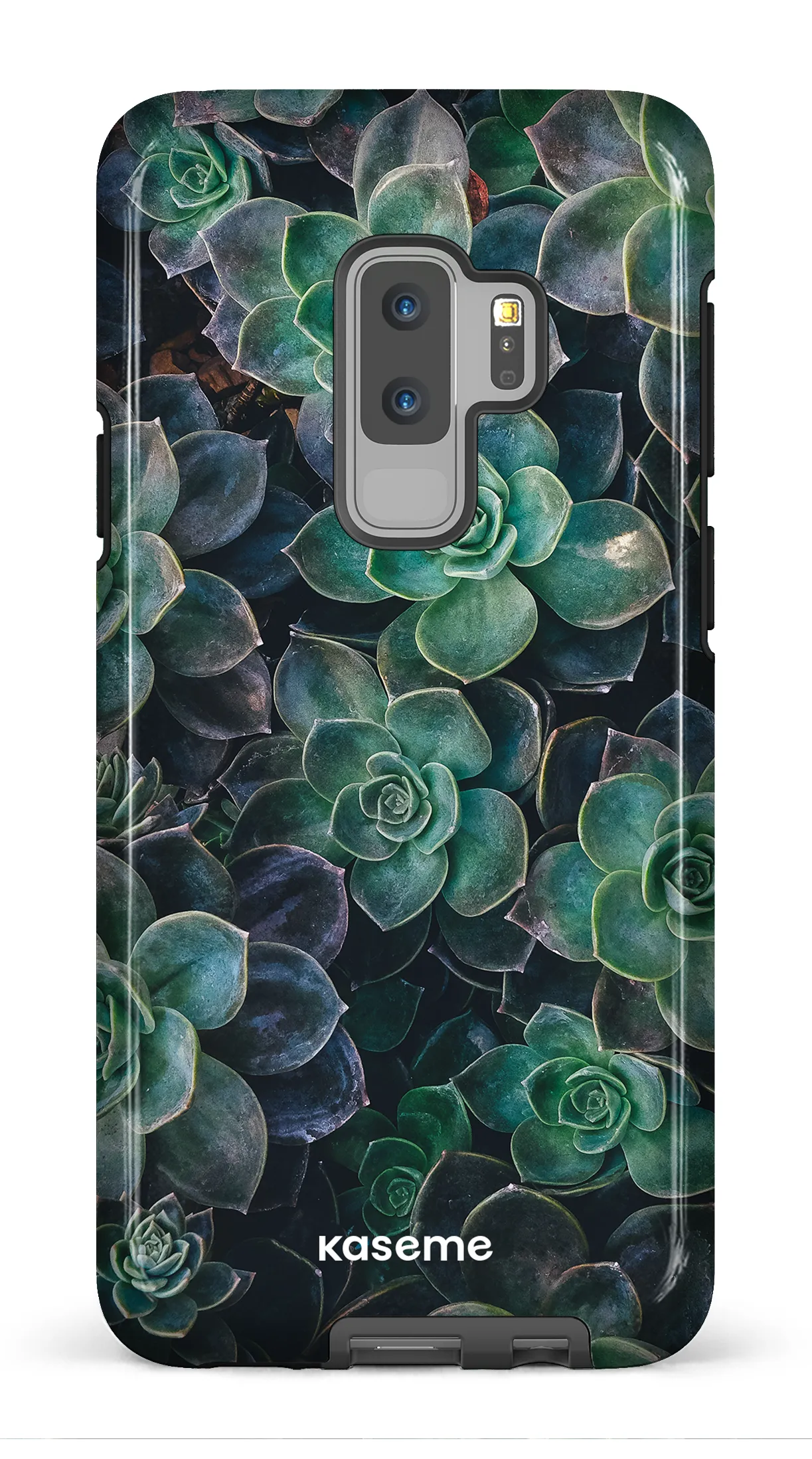 Succulente