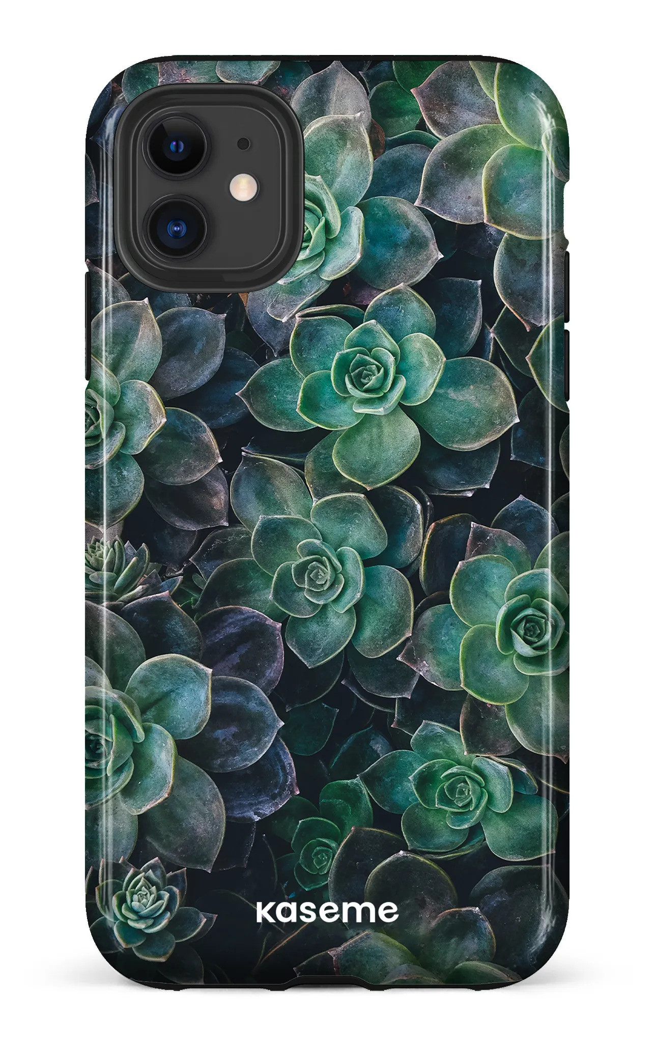 Succulente