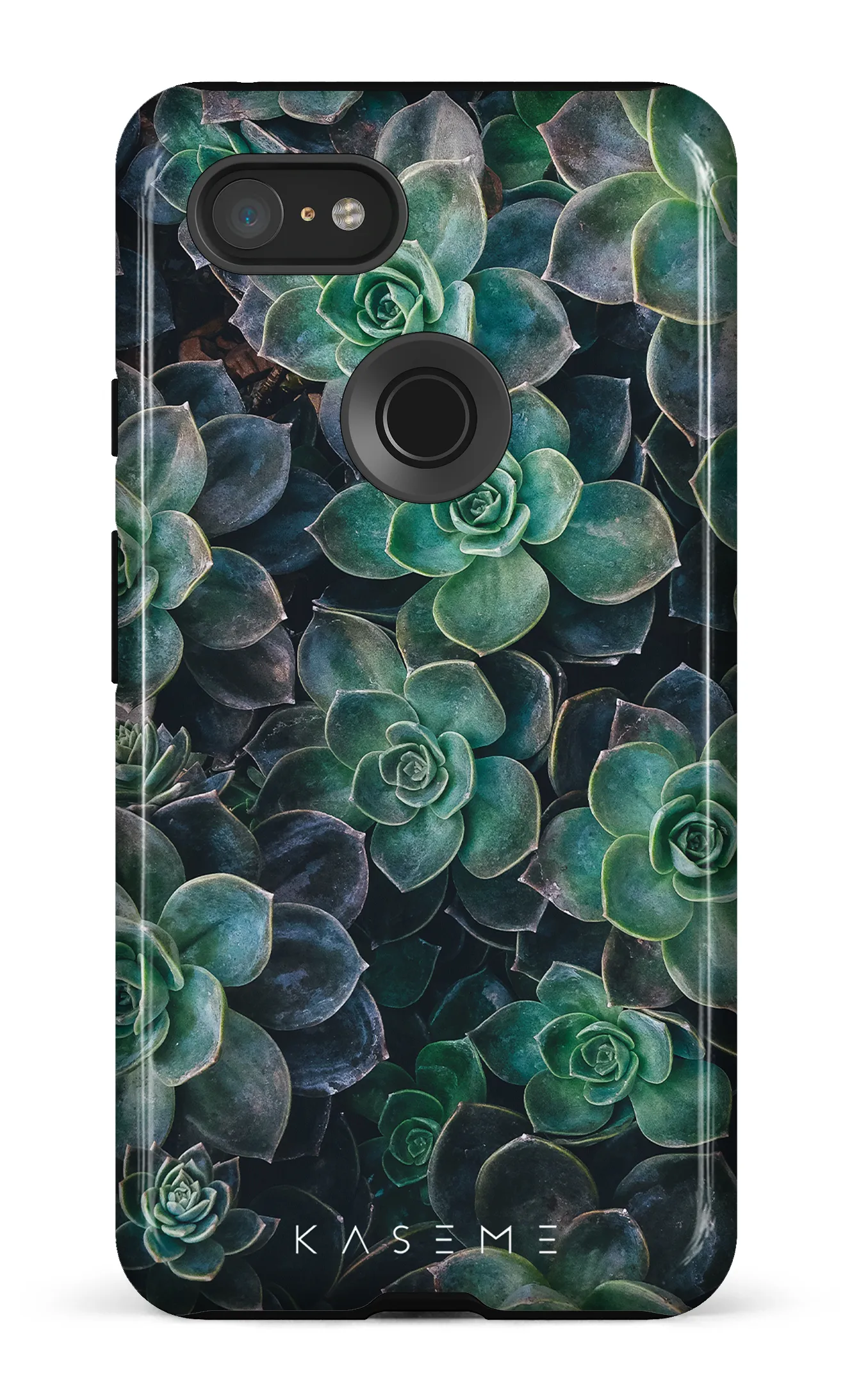 Succulente