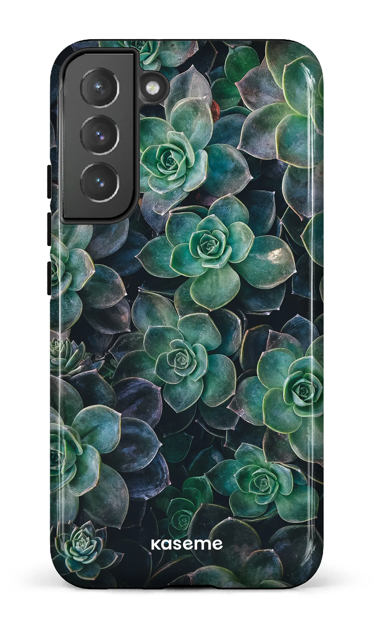 Succulente