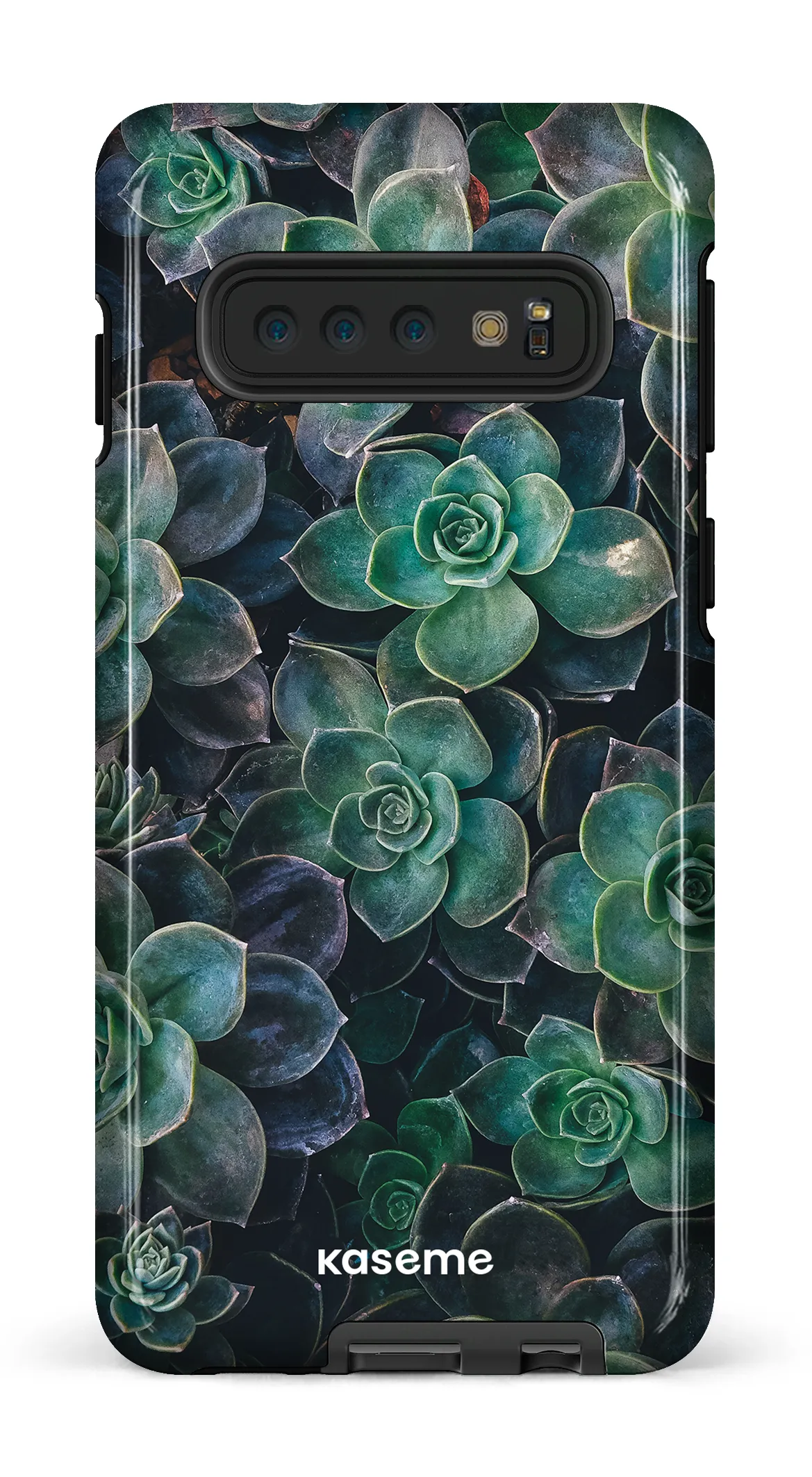 Succulente