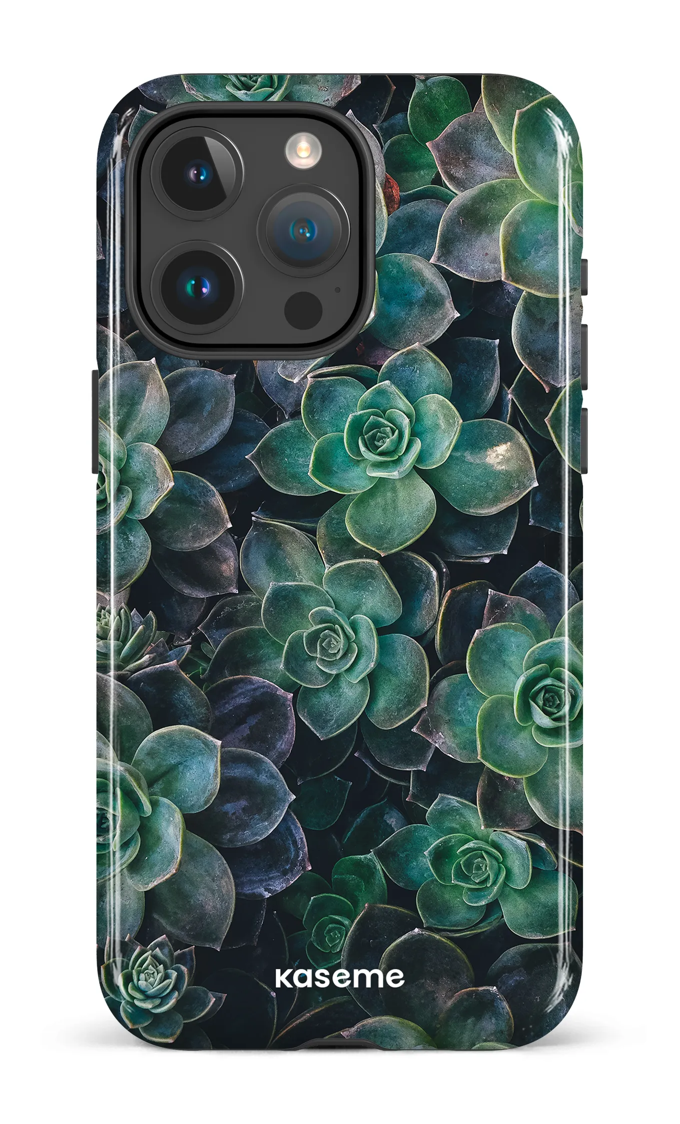 Succulente