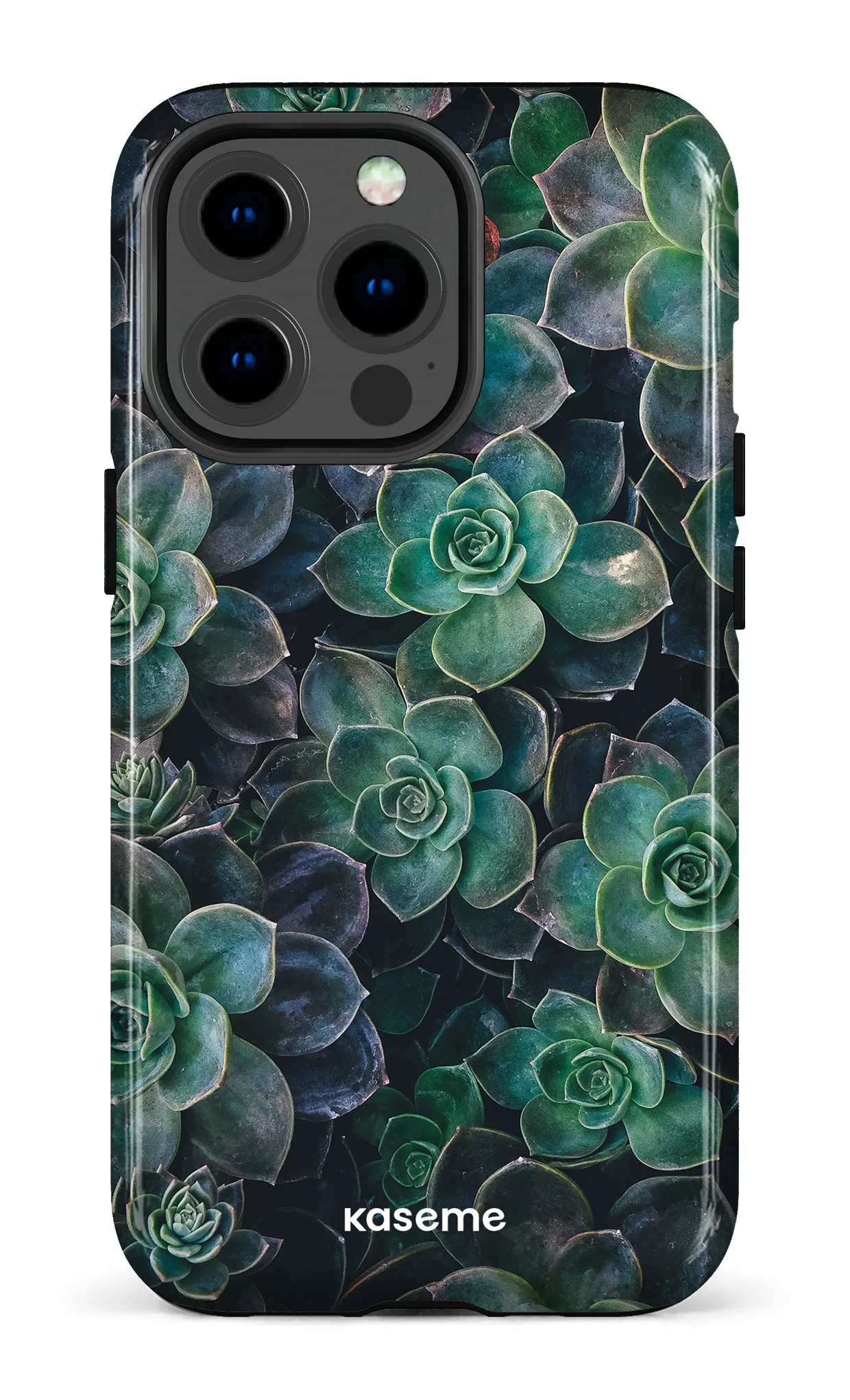 Succulente